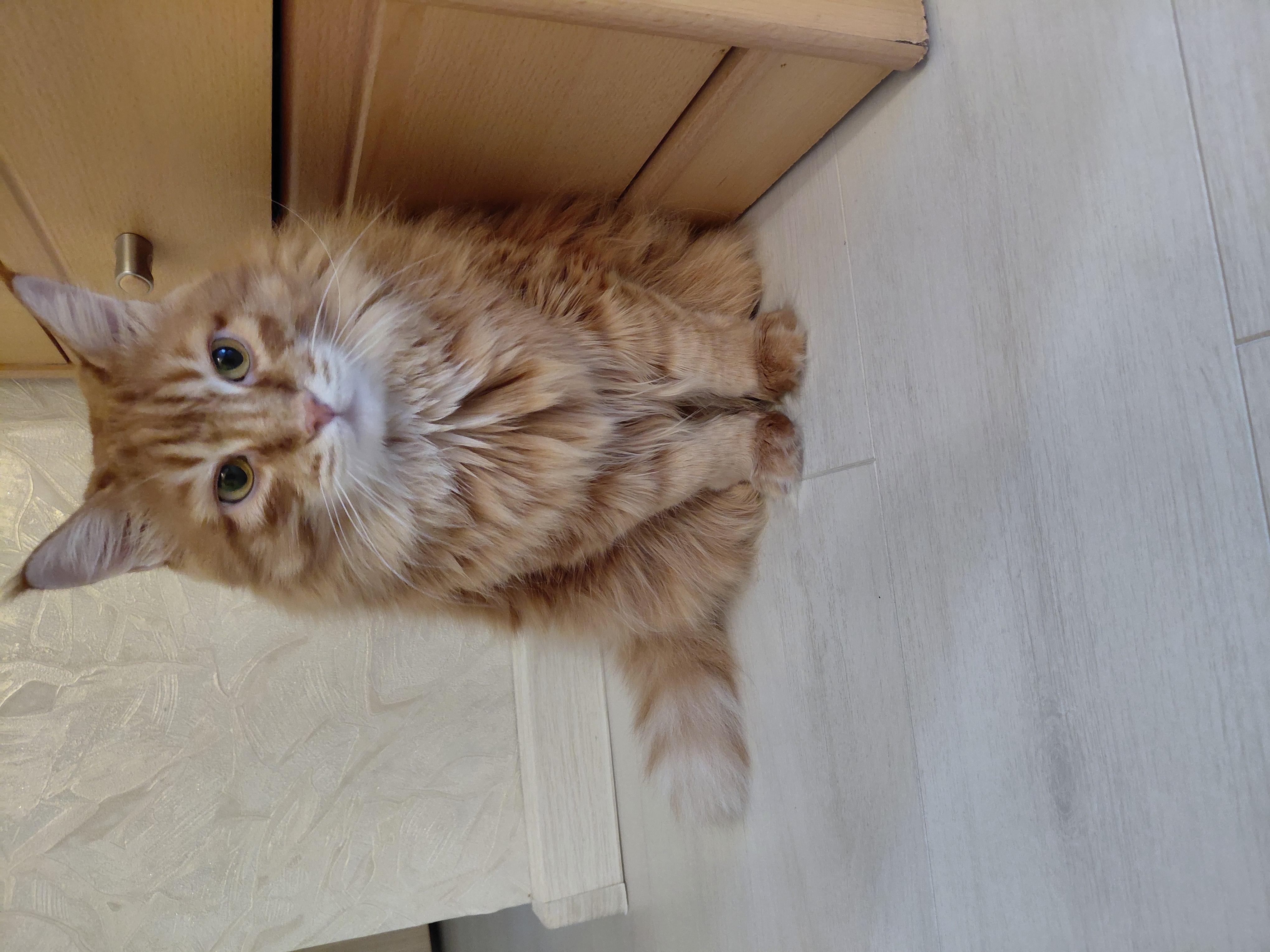 Фото питомца: кошка Маечка сидит в прихожей и ждет хозяина