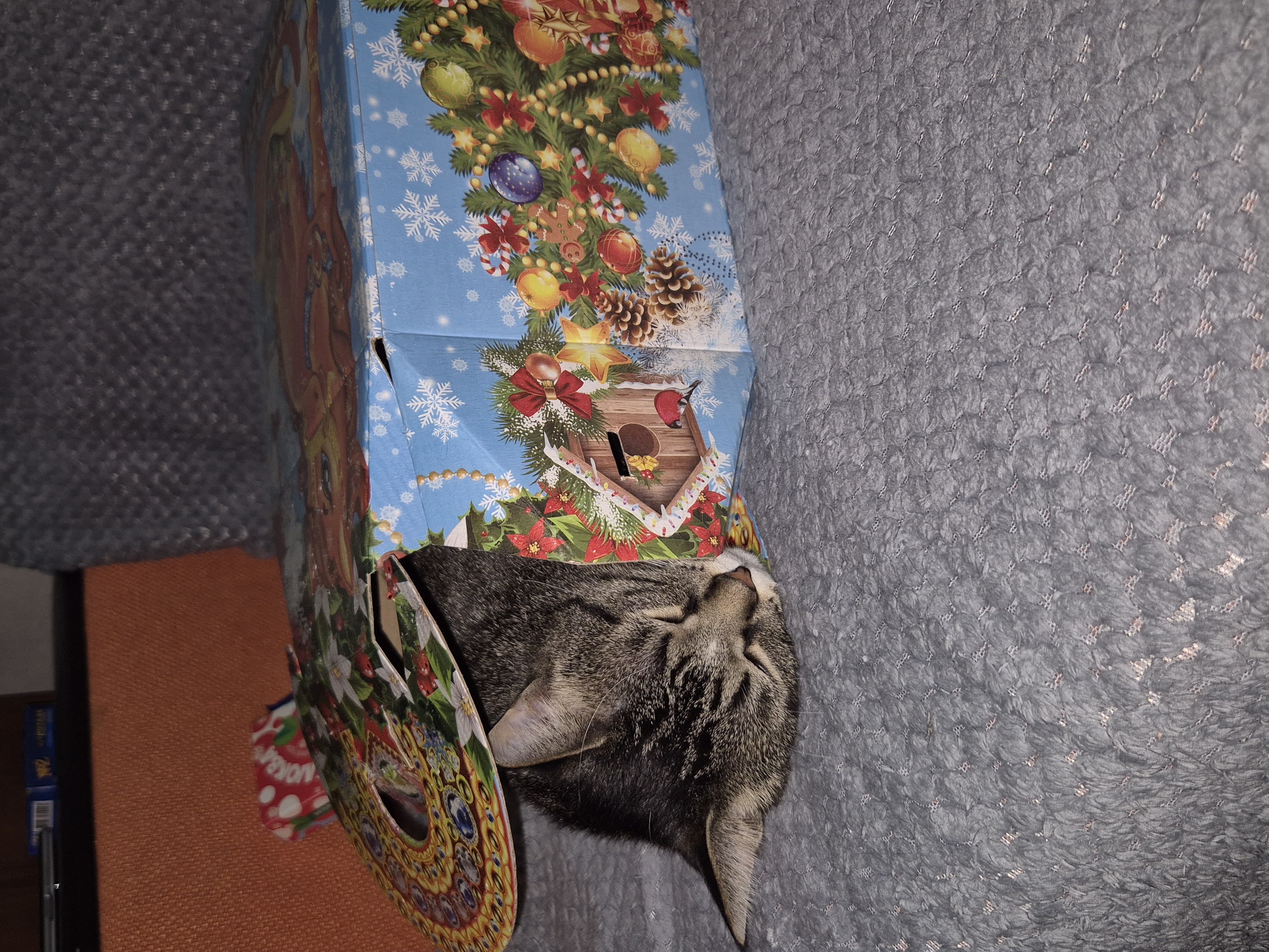 Фото питомца: кошка Пикси хорошо отметила Новый год