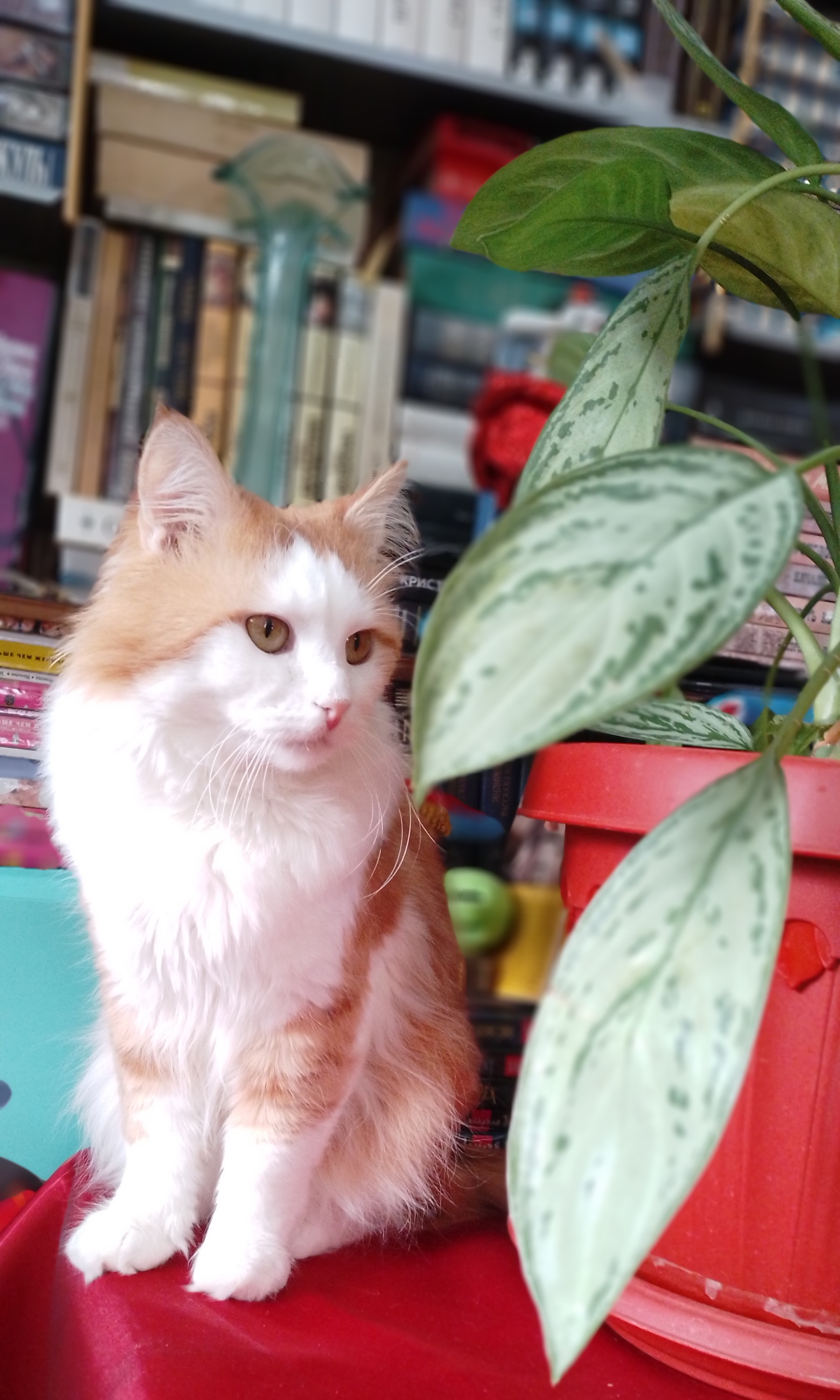 Я планирую прочитать «Улисс» Джеймса Джойса