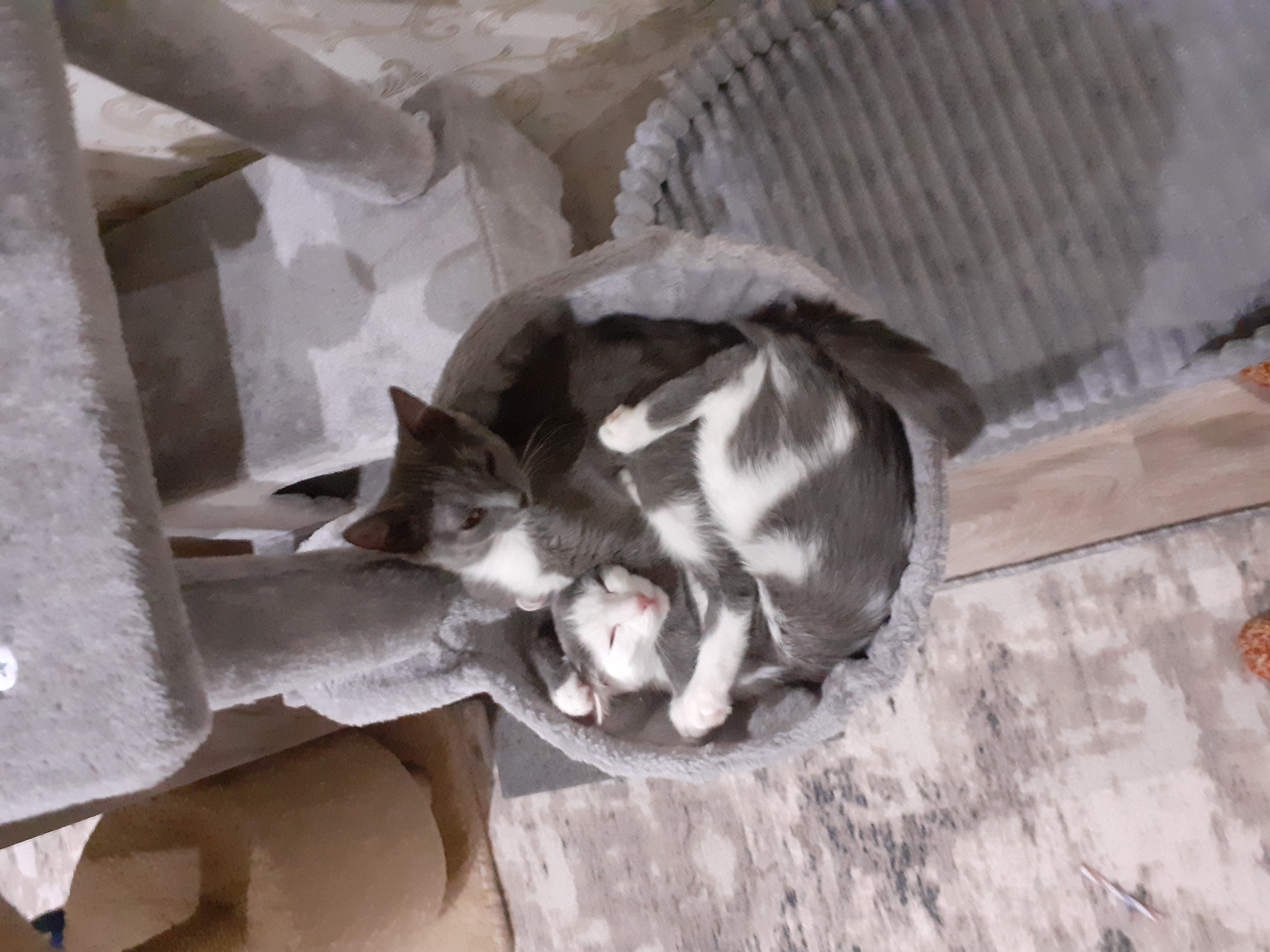 Фото питомцев: коты обнимаются