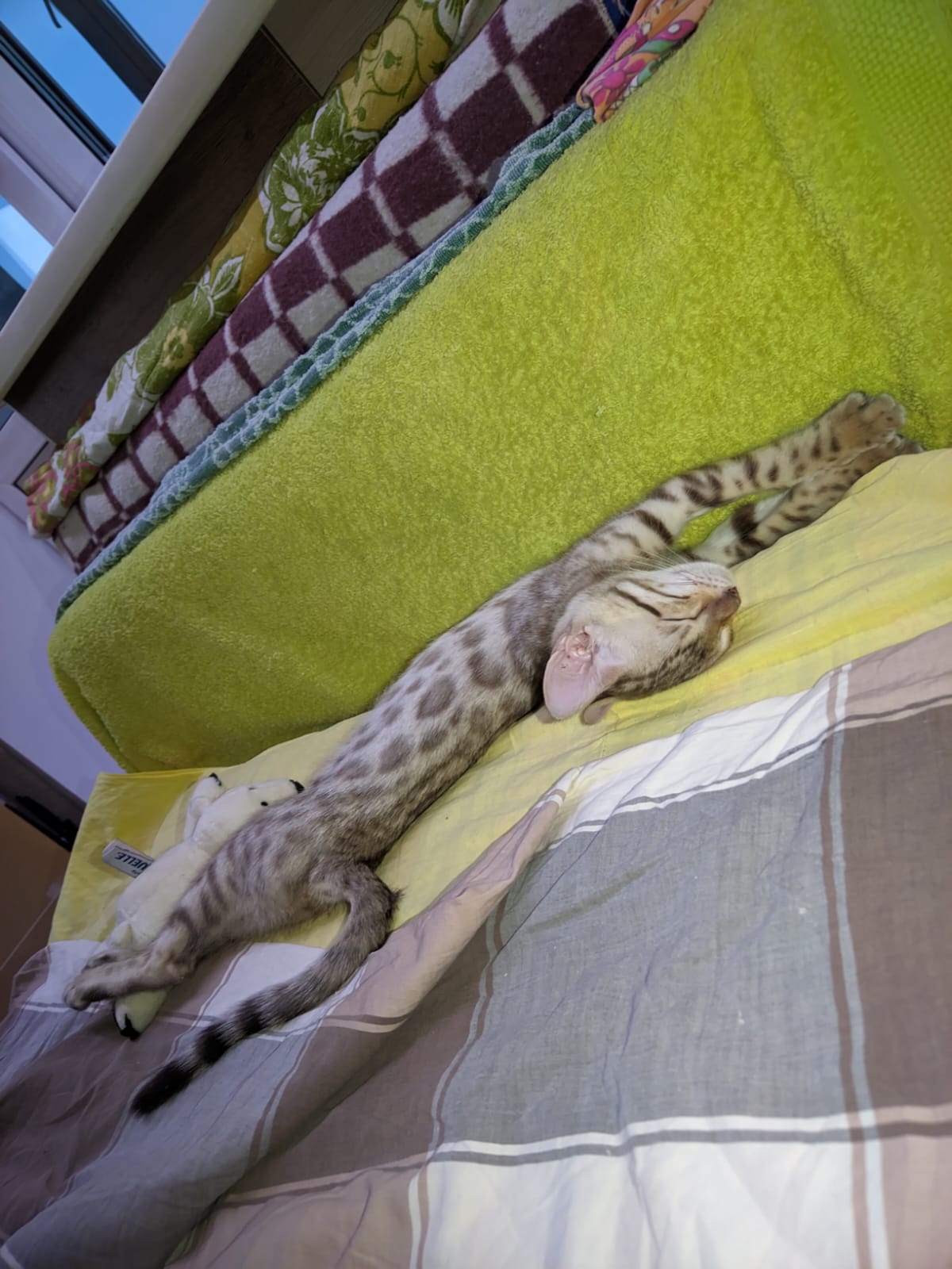 Фото питомца: кошка Кэсси в минуты затишья