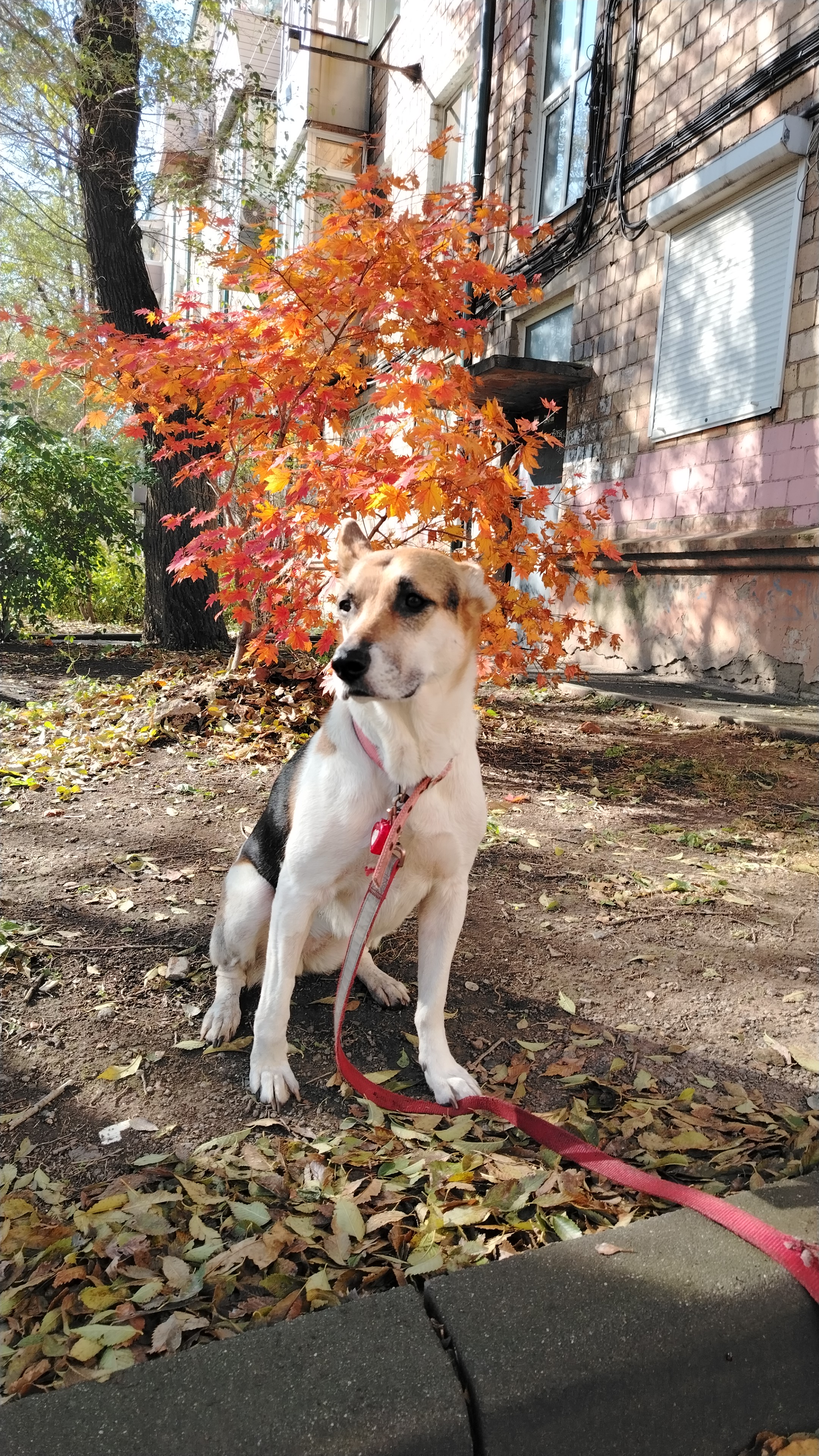 Фото питомца: собака Бусинка на прогулке