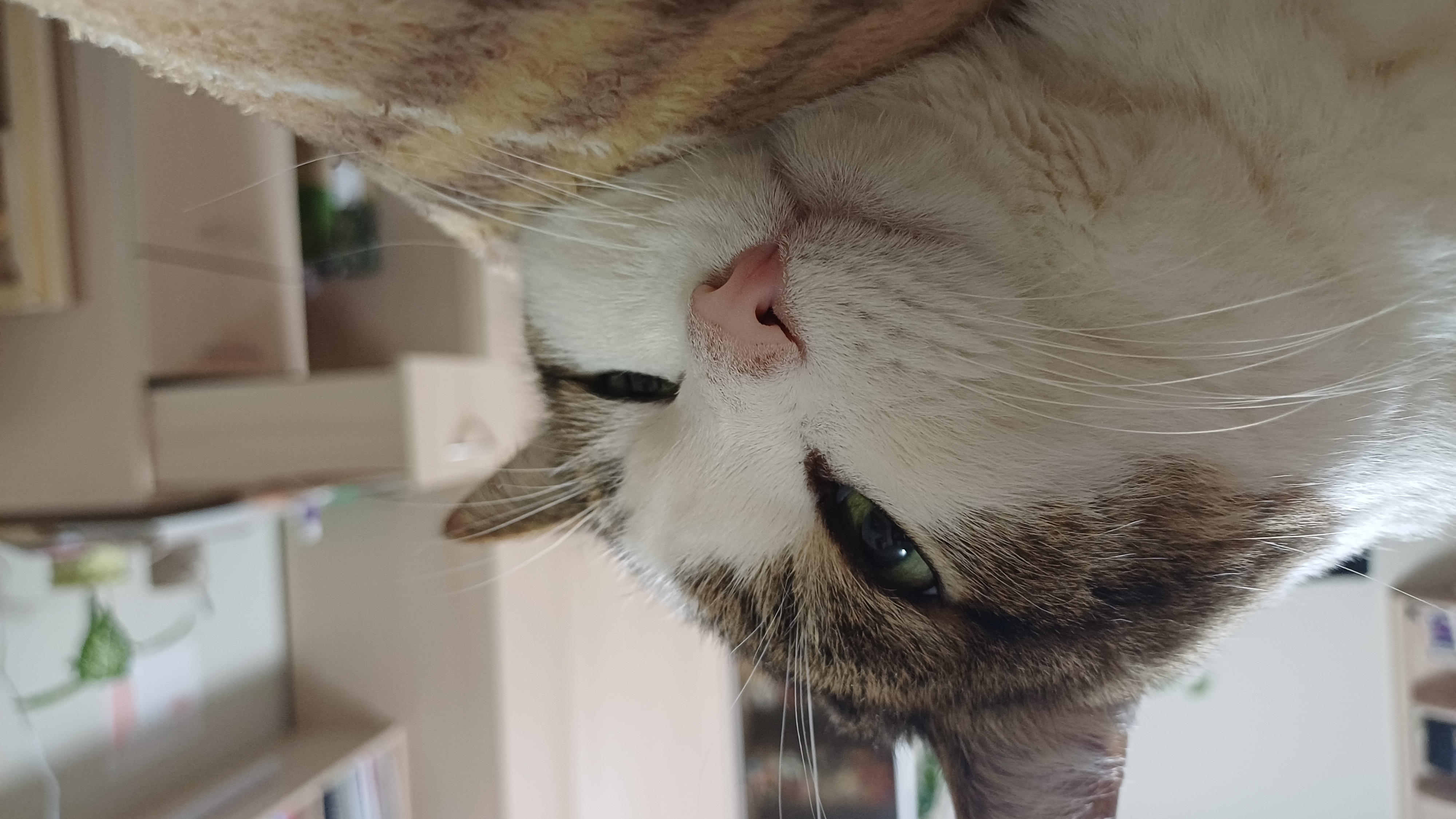 Фото питомца: кот Тихон — зверь невиданной красоты