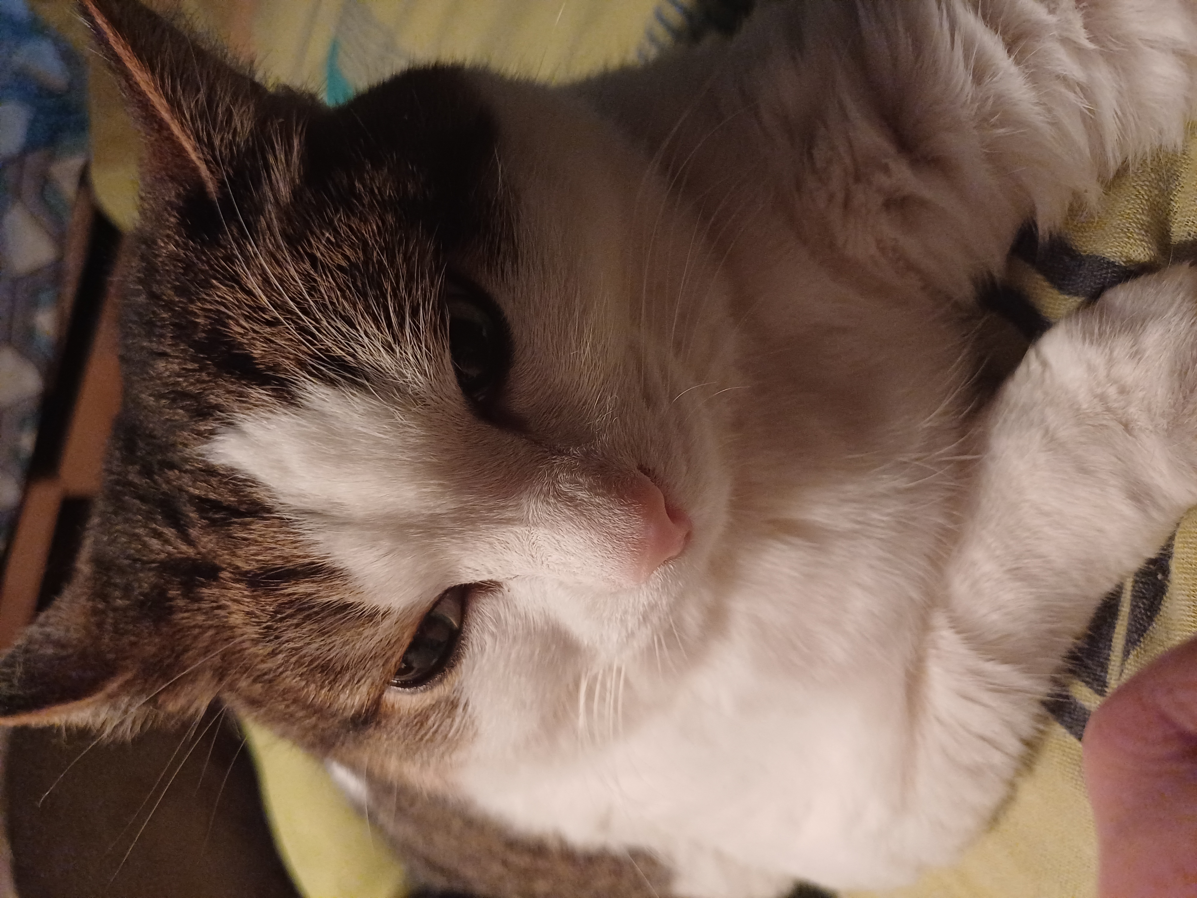 Фото питомца: кот Тихон продумывает план по захвату мира