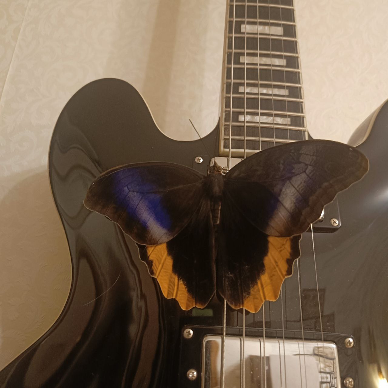 Фото питомцев: тропические бабочки