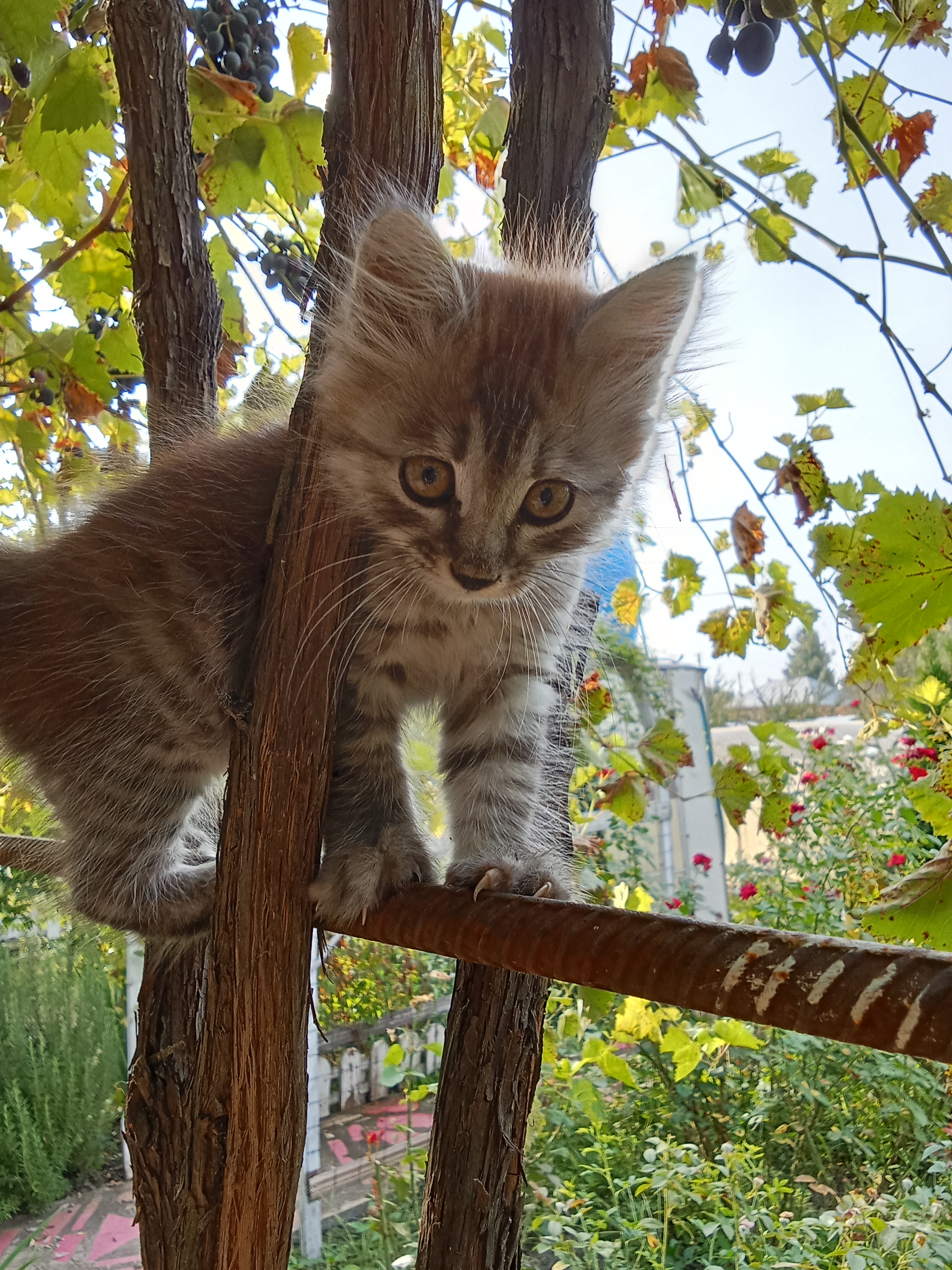 Фото питомца: кошка Жасмин