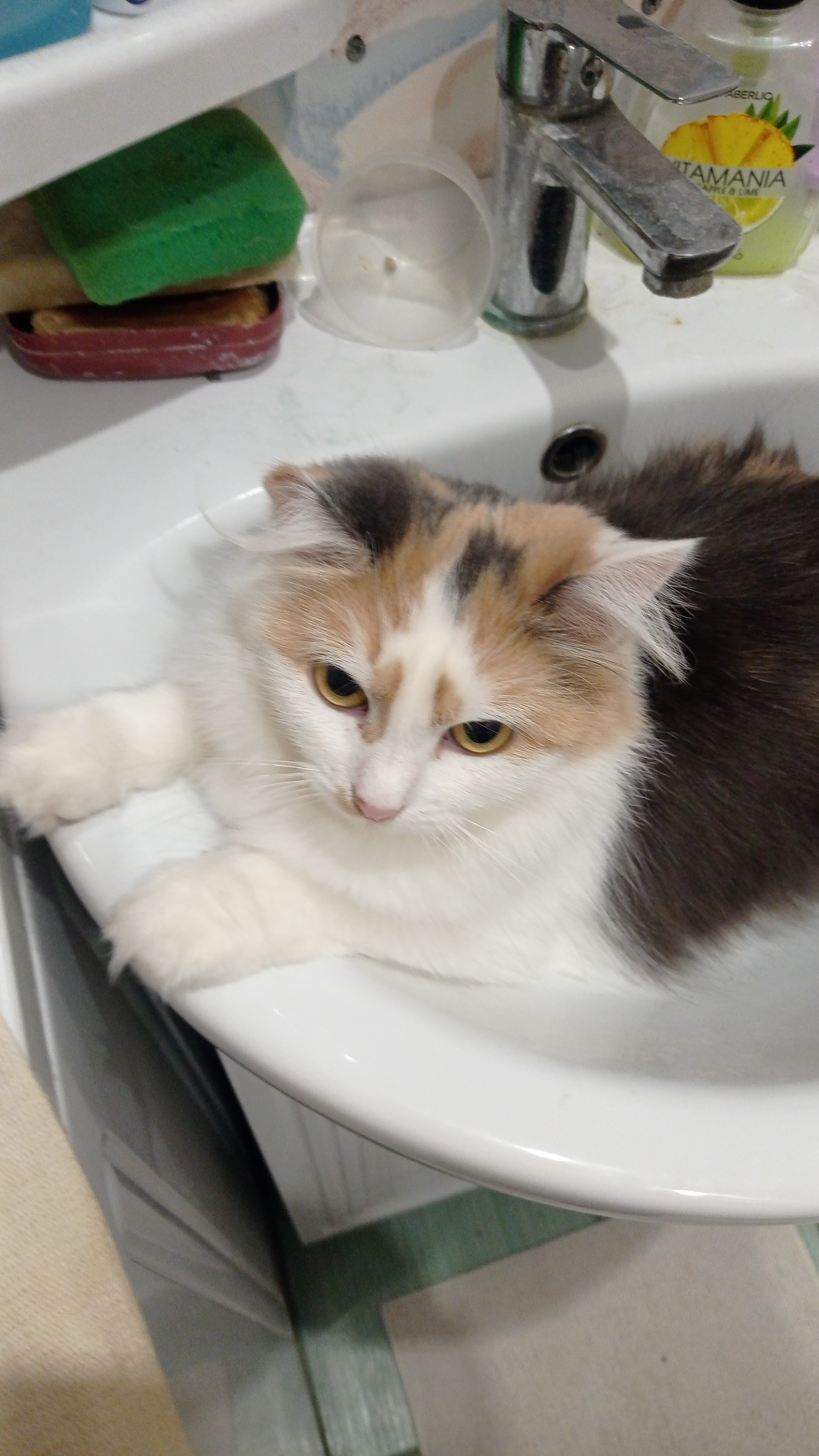 Фото питомцев: кто не успел, тот опоздал поспать в умывальнике