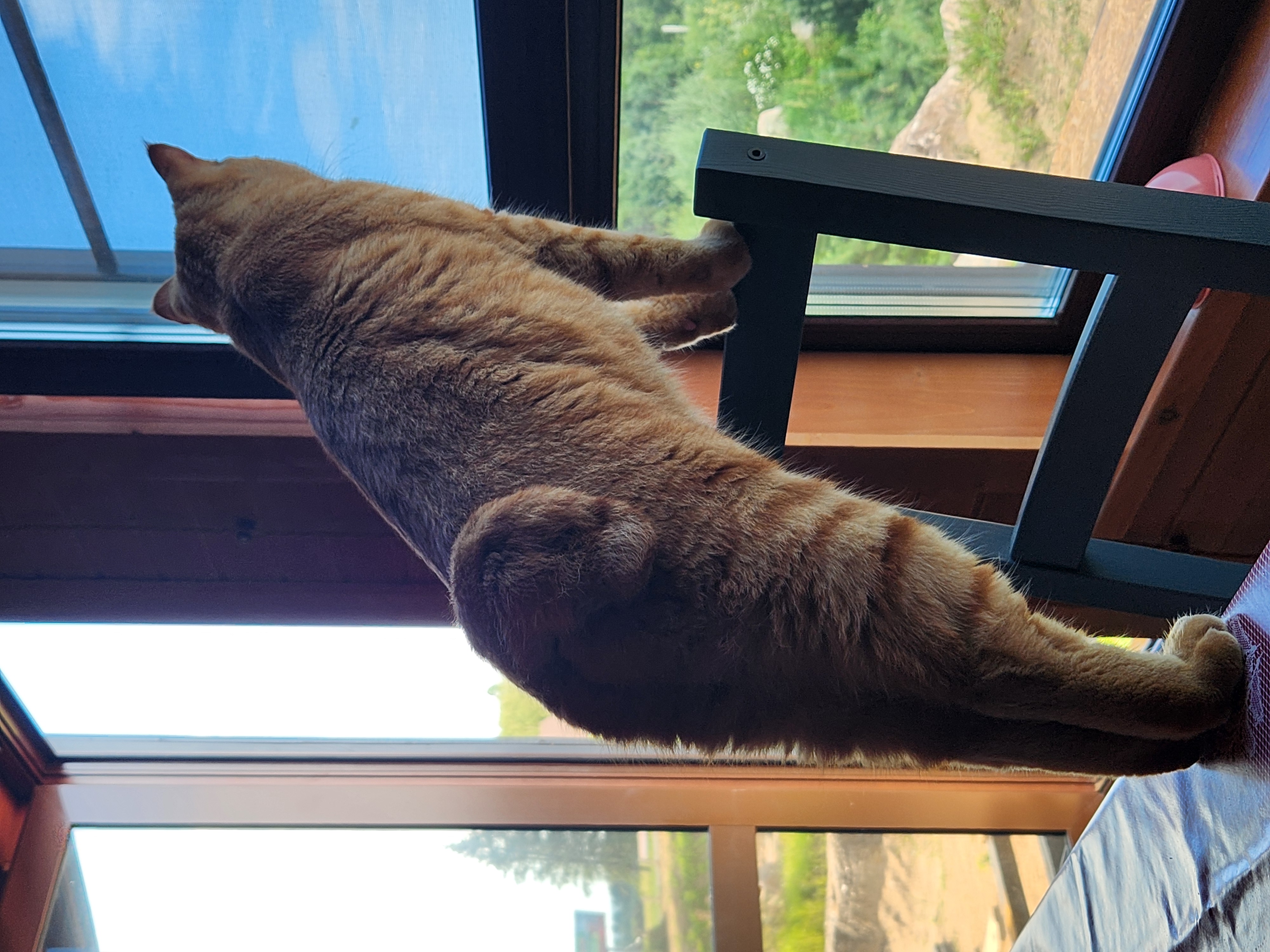 Фото питомца: курильский бобтейл Бонифаций на природе