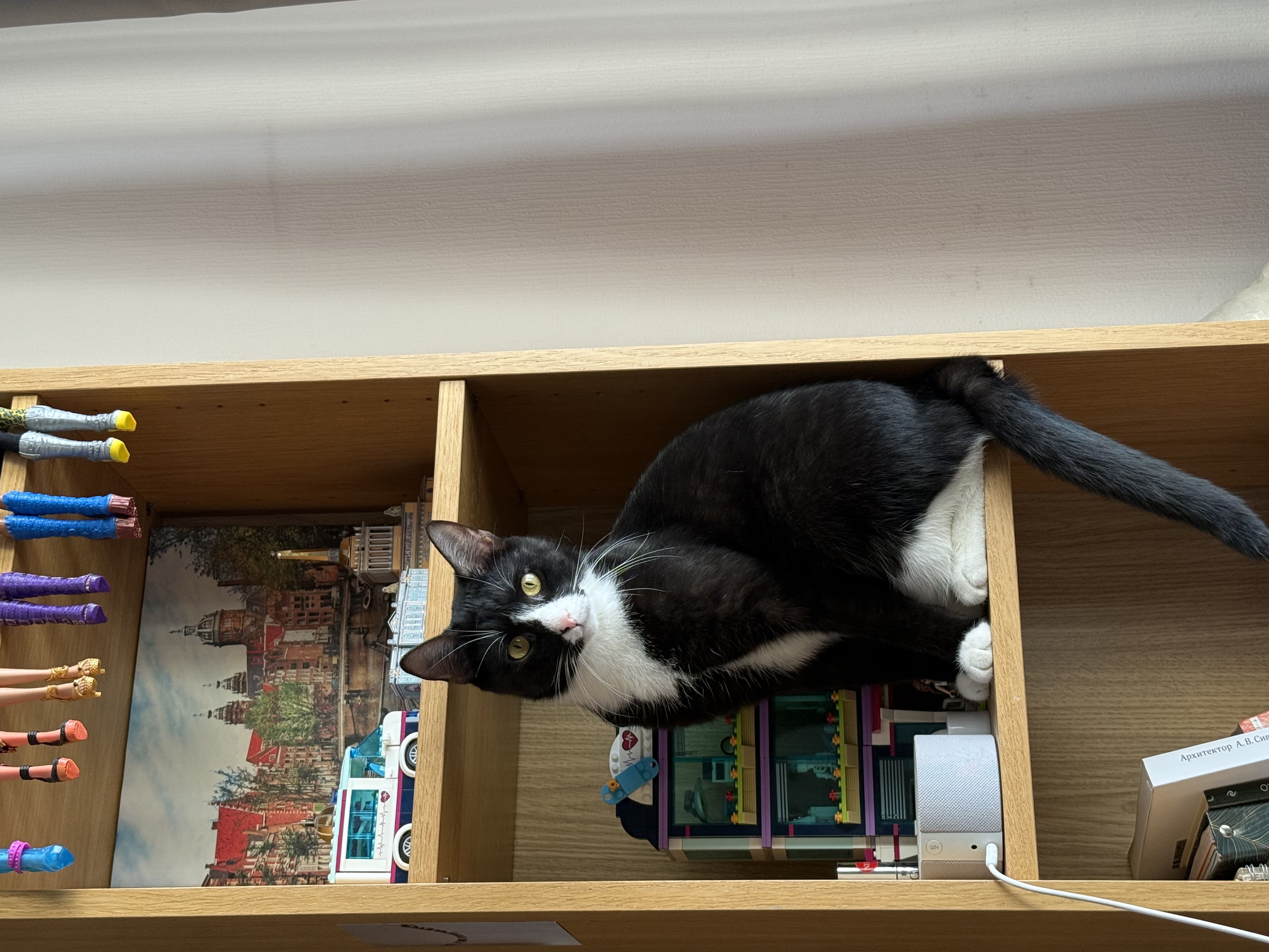 Фото питомцев: кот Маркиз достигает новых вершин квартиры, а кот Барсик трогает свечу