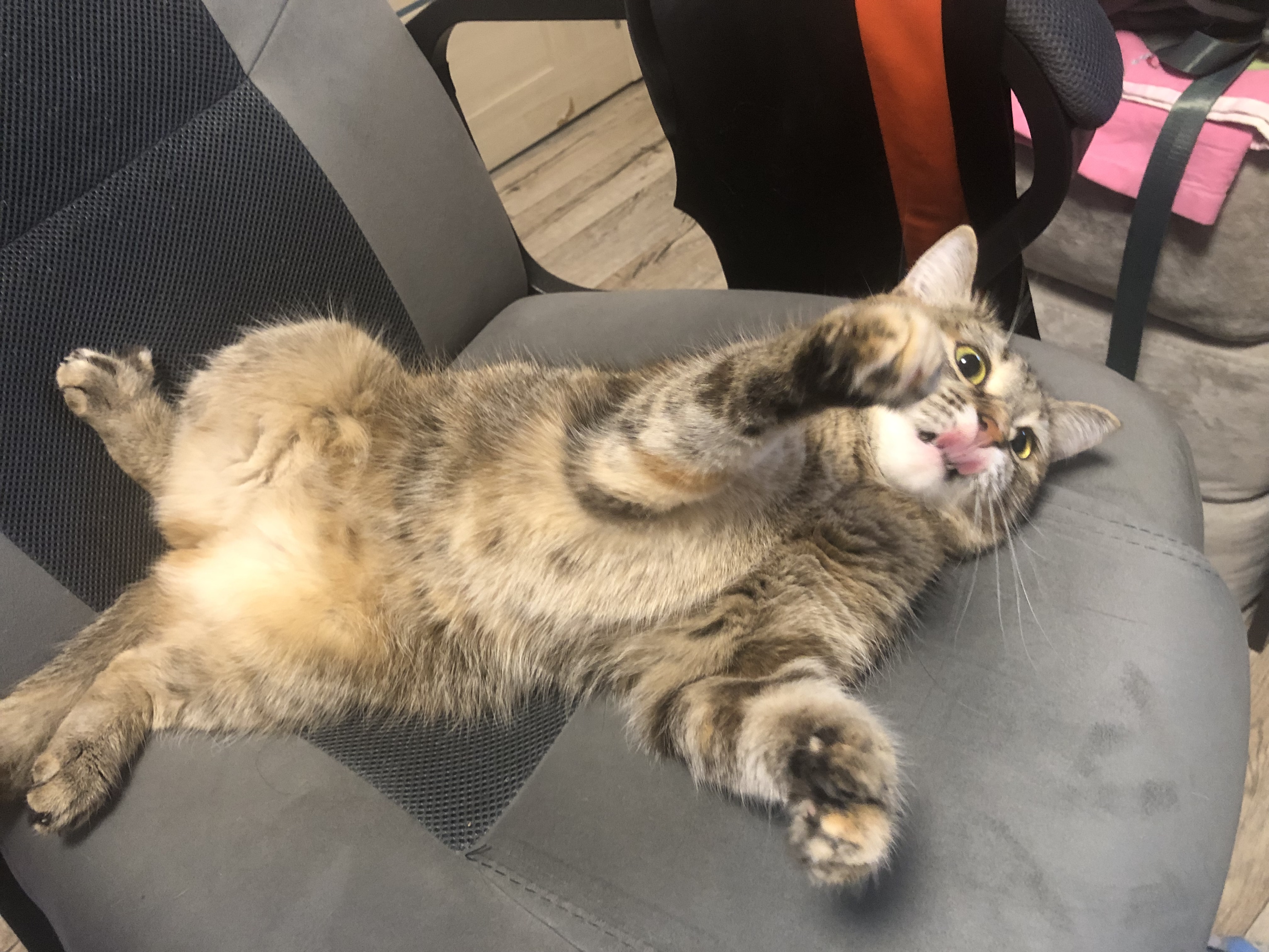 Фото питомца: смешная кошка Мурка