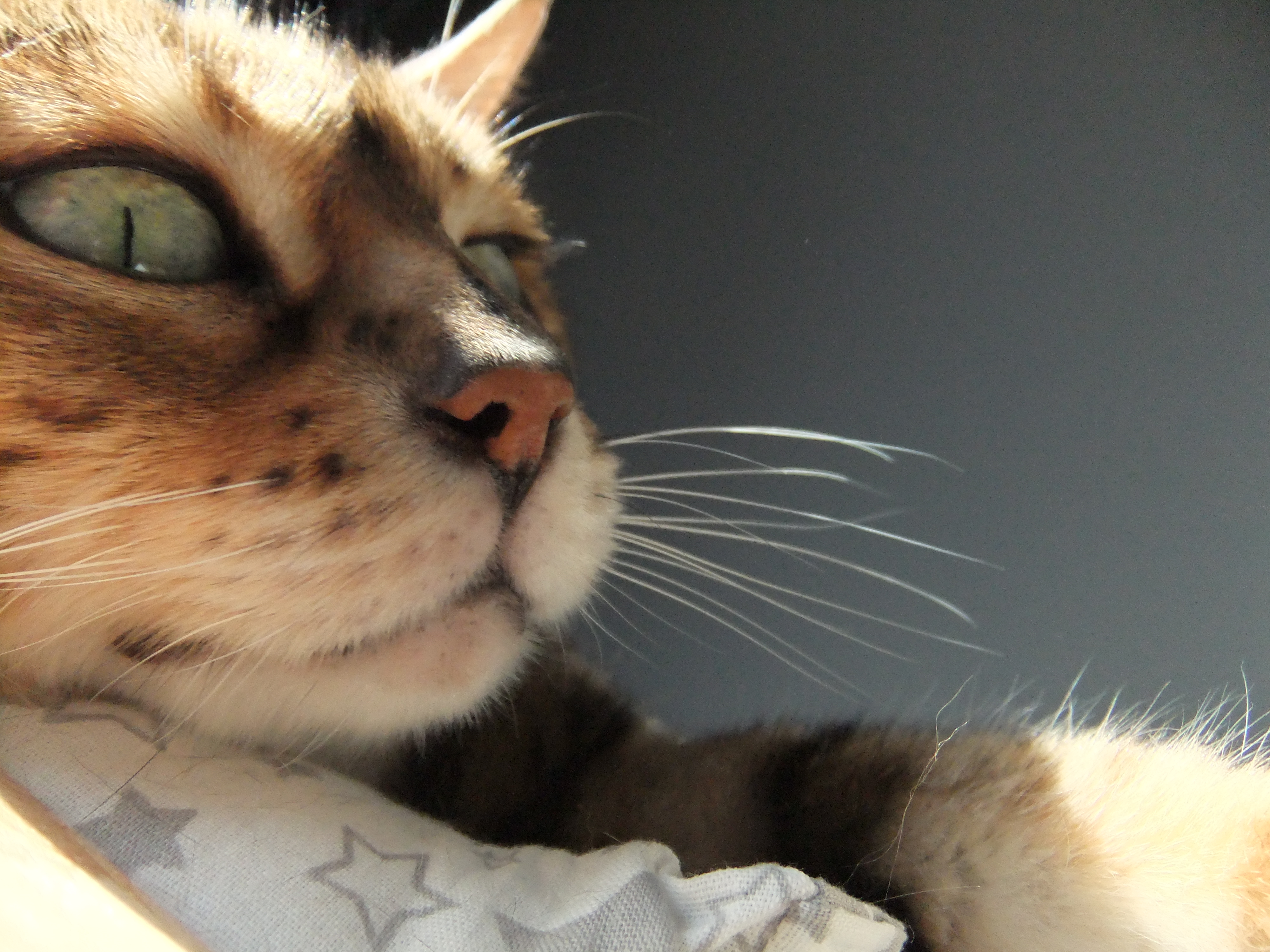 Фото питомца: кошка Буся отдыхает на шкафу