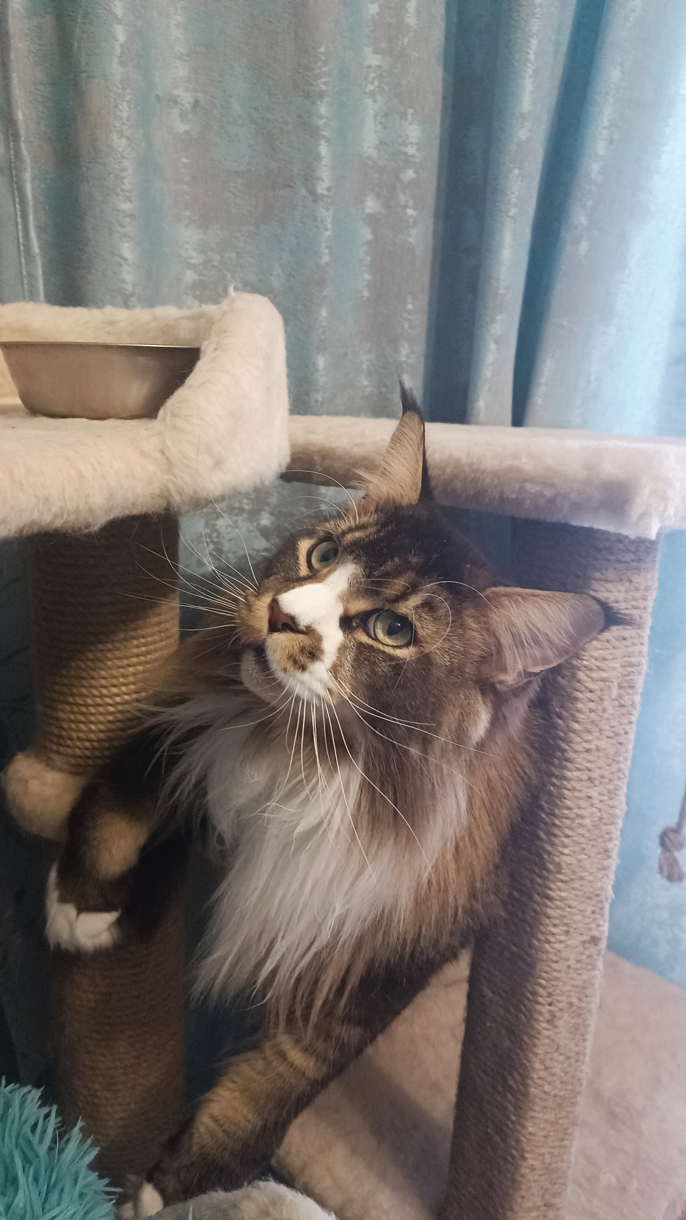 Фото питомца: кот Джокер