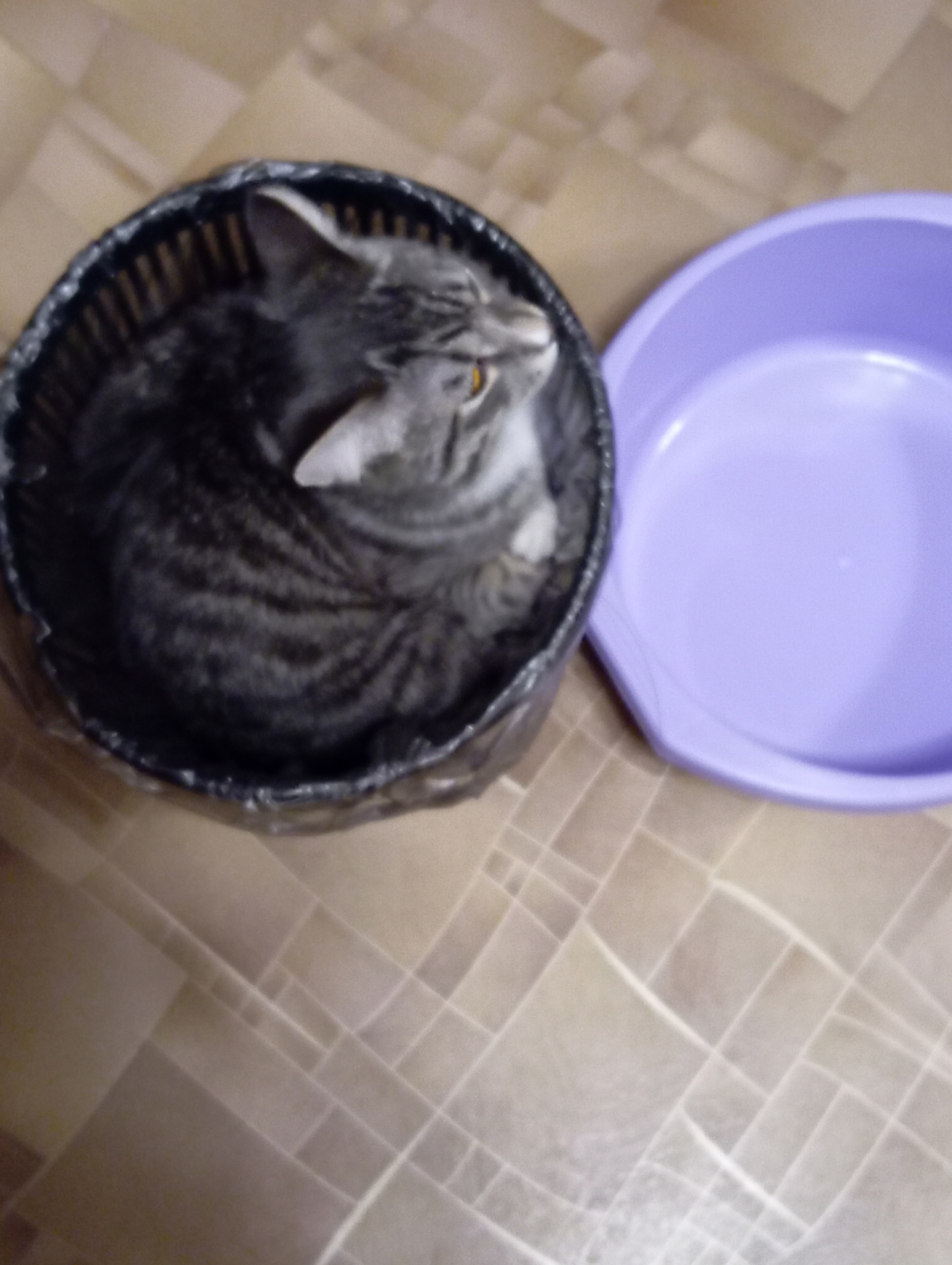 Фото питомца: кот Веня вырос из любимого ведра и помышляет о тазике