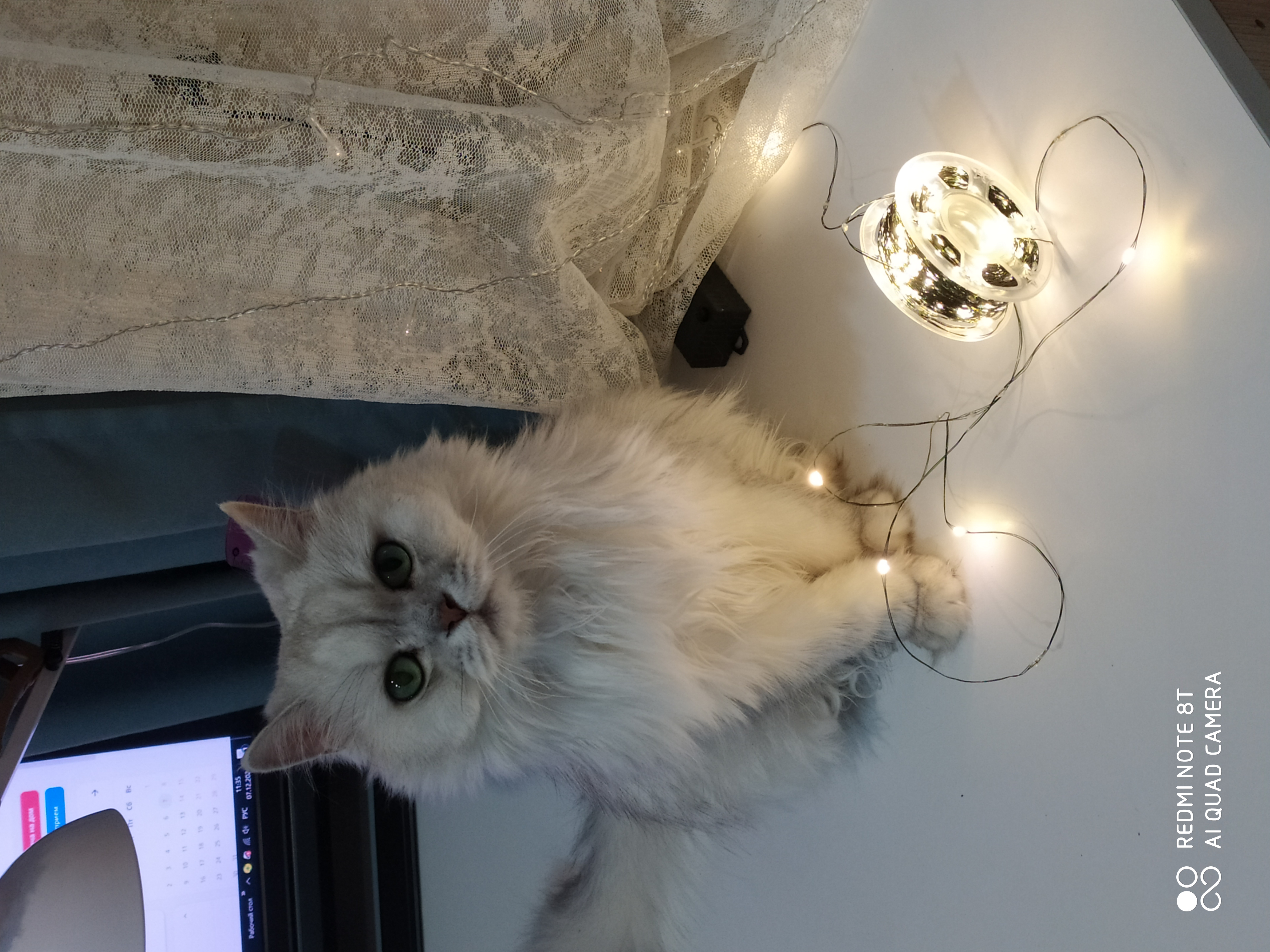 Фото питомца: кошка Милка позирует