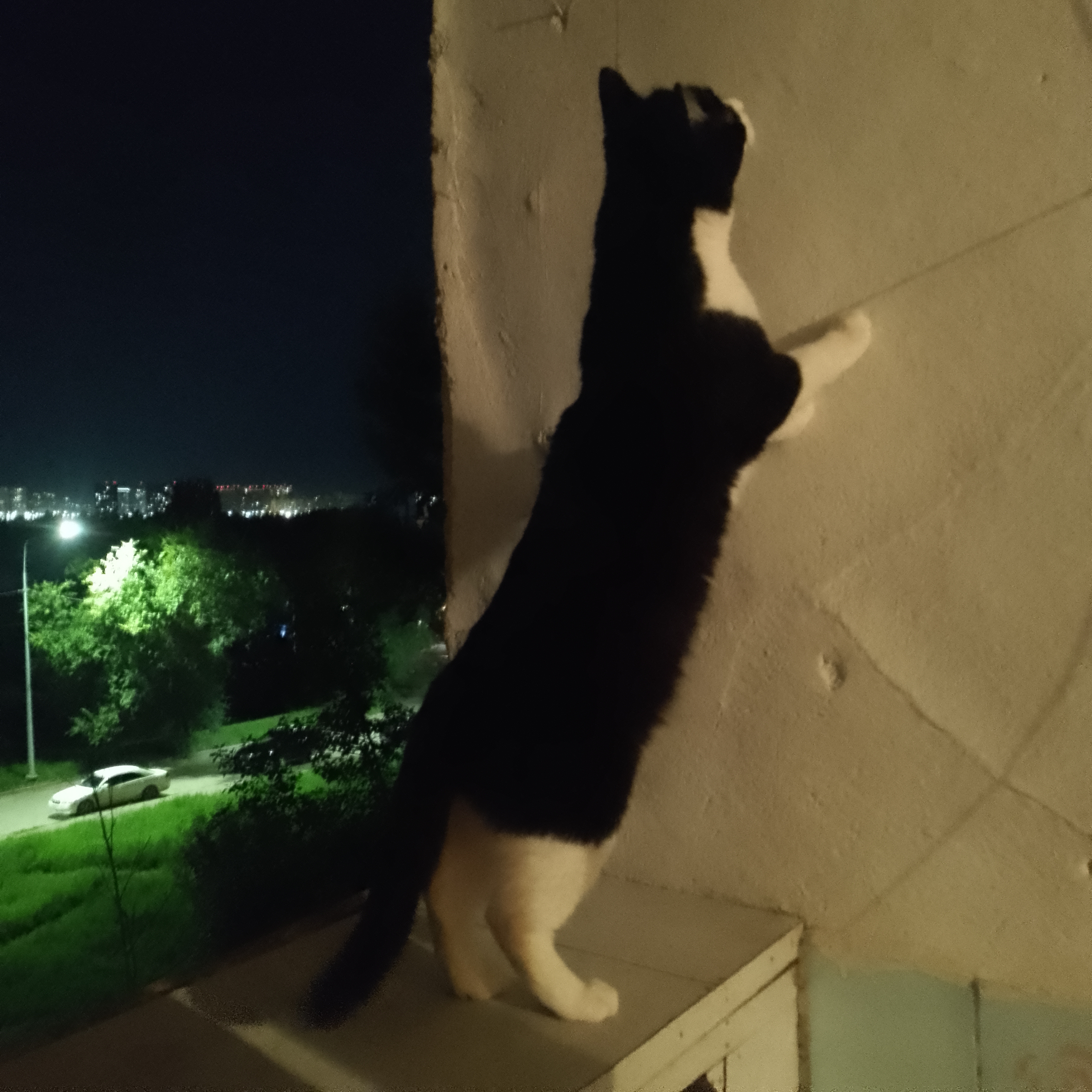 Фото питомца: кот Миша — охотник