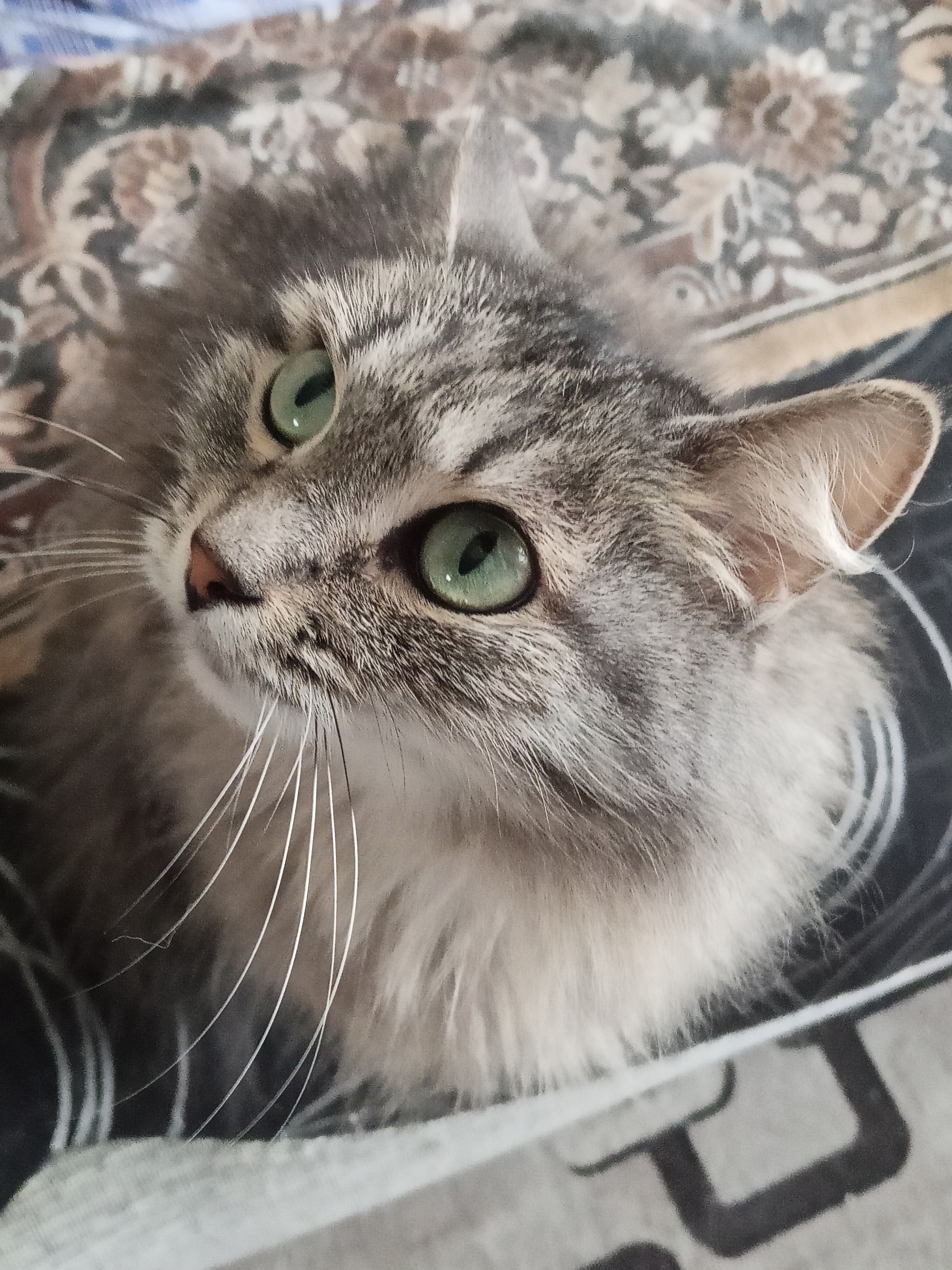 Фото питомца: кошка Мотя слушает, как ее хвалят