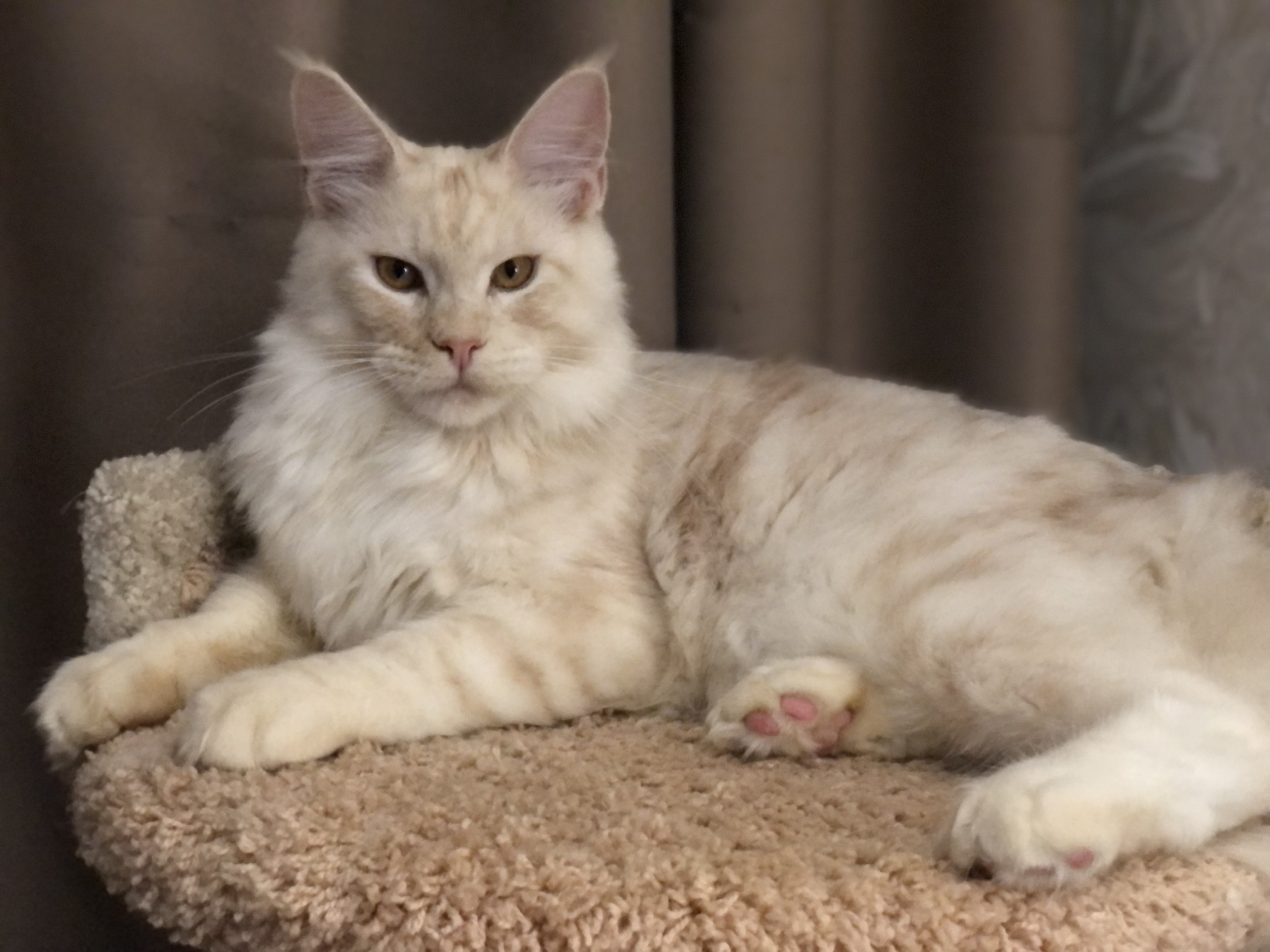 Фото питомца: кот Густав знает, что фотосессия — это важное мероприятие