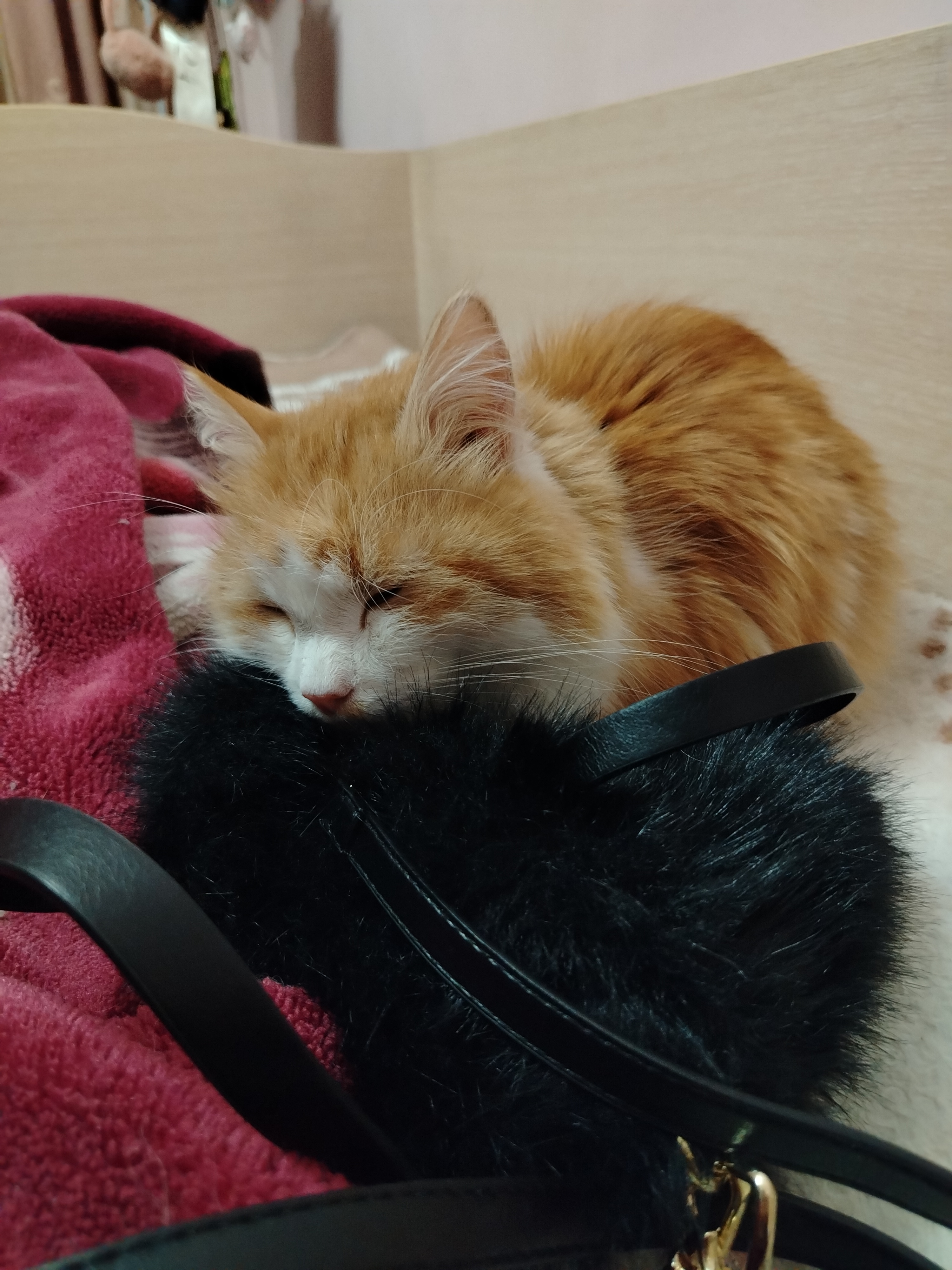 Фото питомцев: кот Алекс и кошка Клео отдыхают