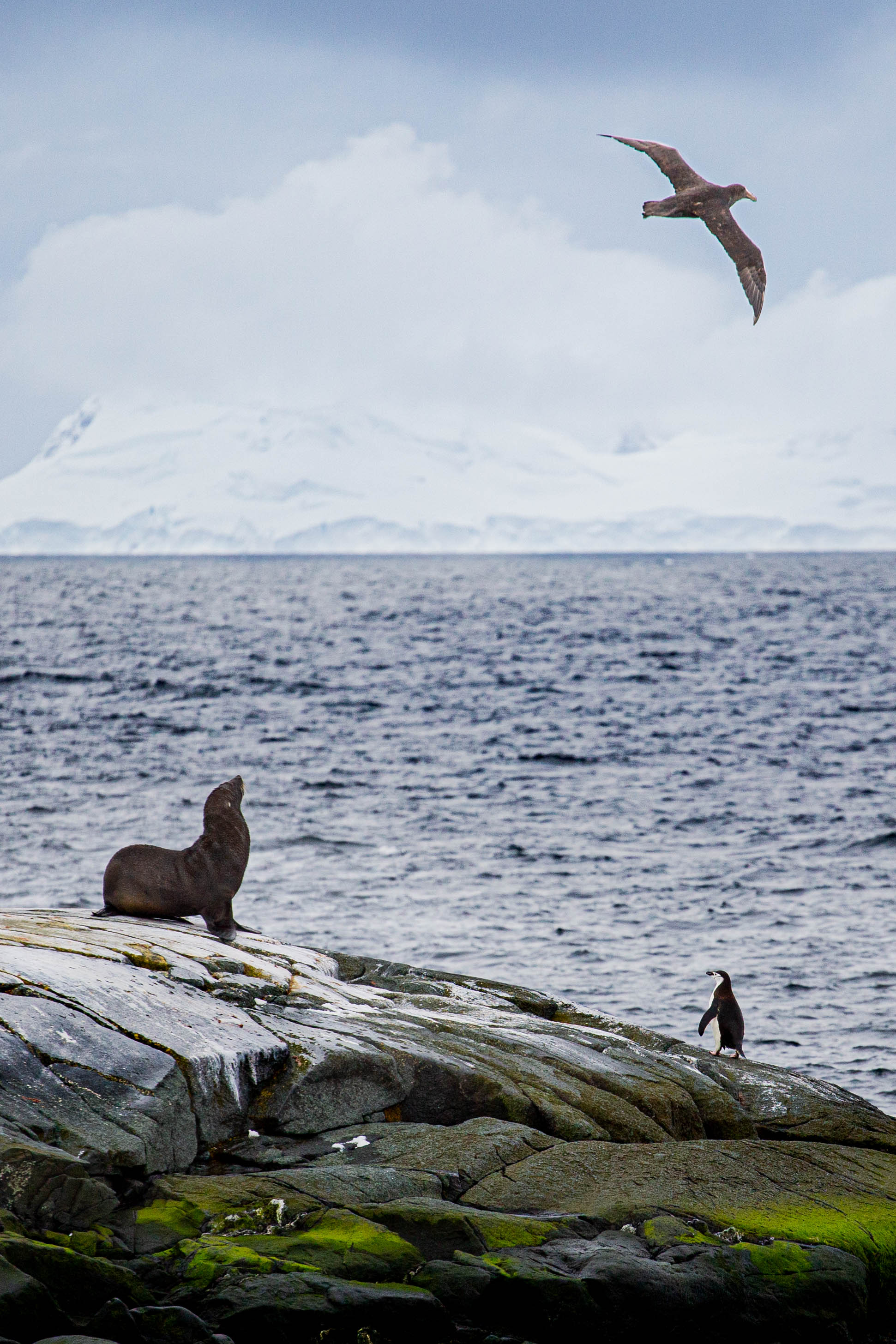 Фотоальбом: как я съездила на острова Антарктиды в феврале 2023 года