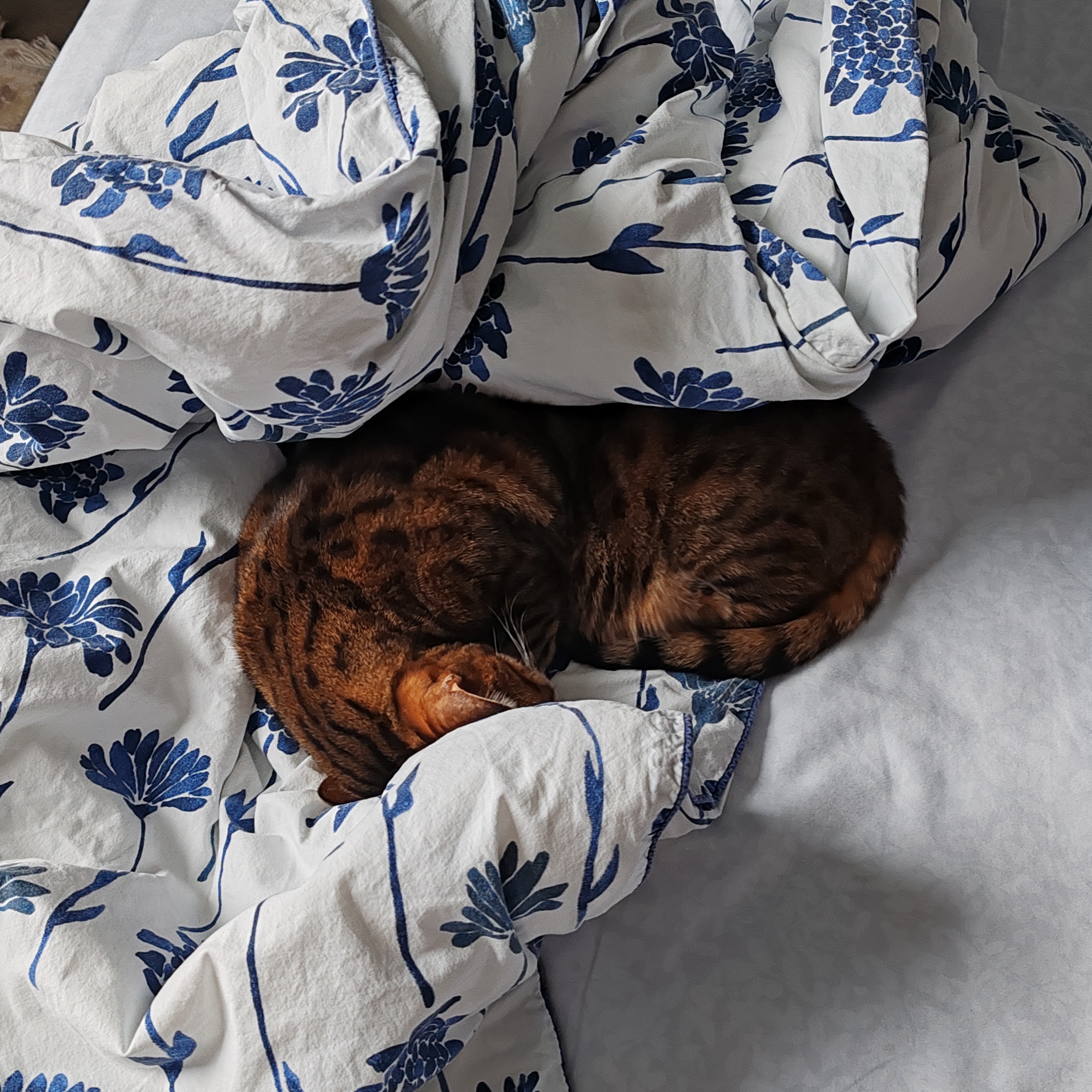 Фото питомца: кошка Буся расслабилась