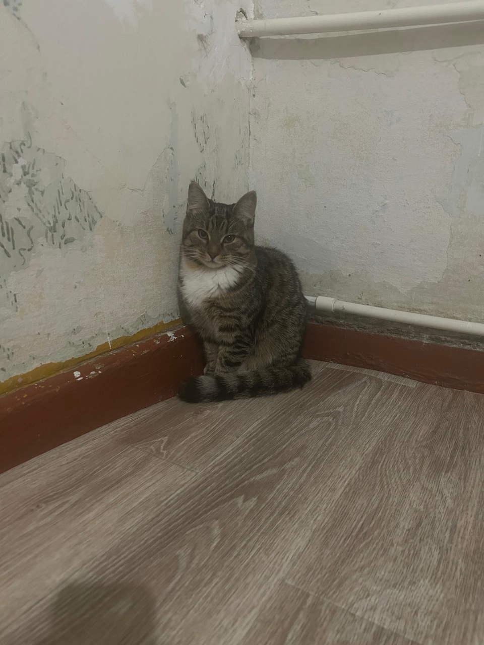 Как отучить кота ходить по обеденному столу?