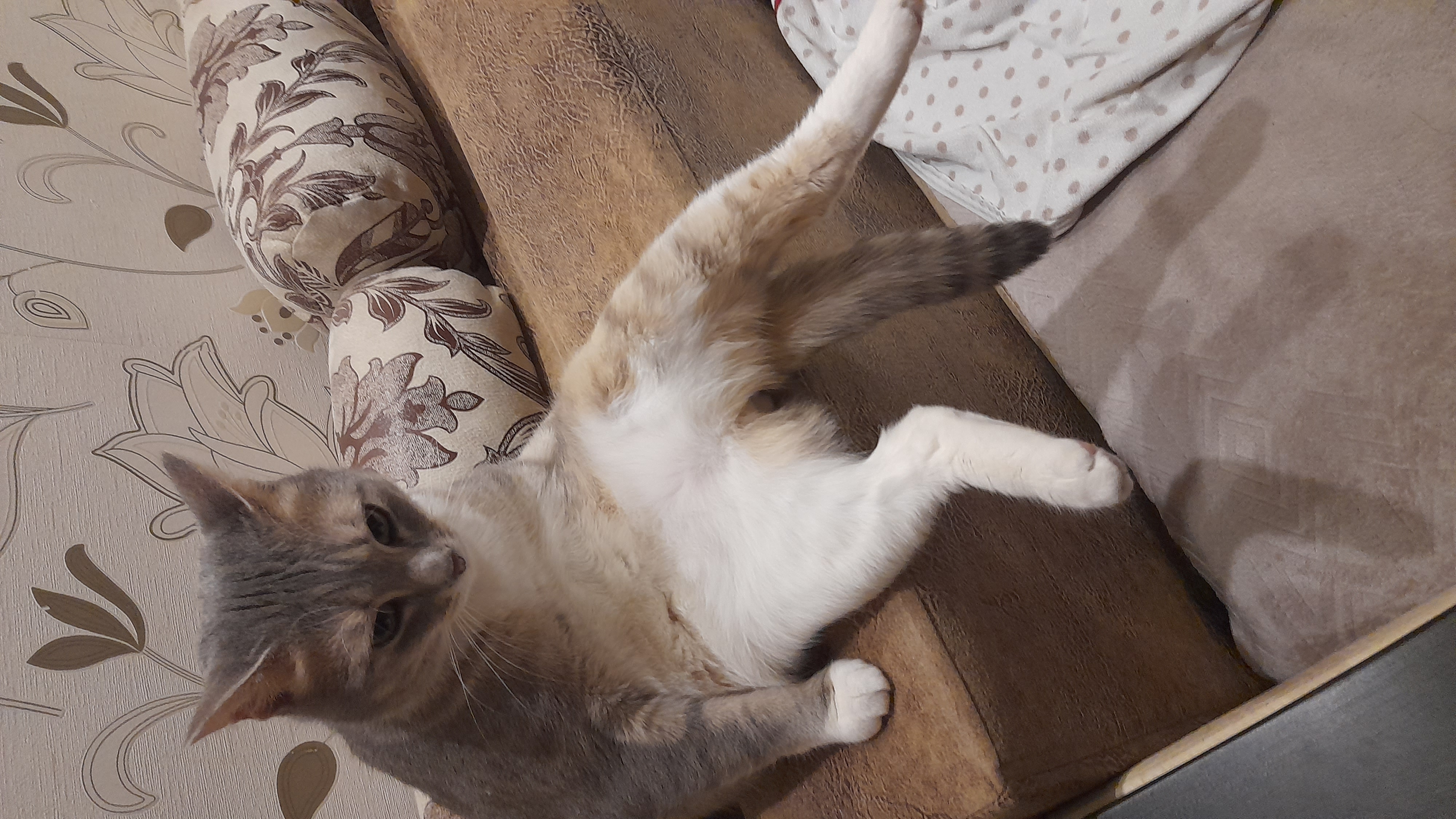 Фото питомца: кот Степа сидит как человек