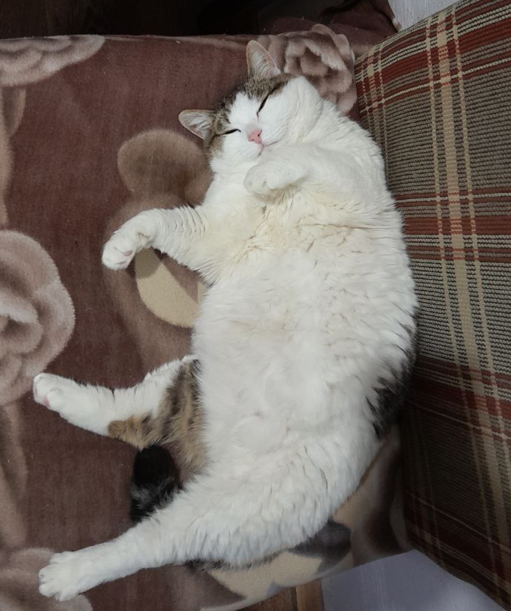 Фото питомца: кот Тихон демонстрирует свое пузо