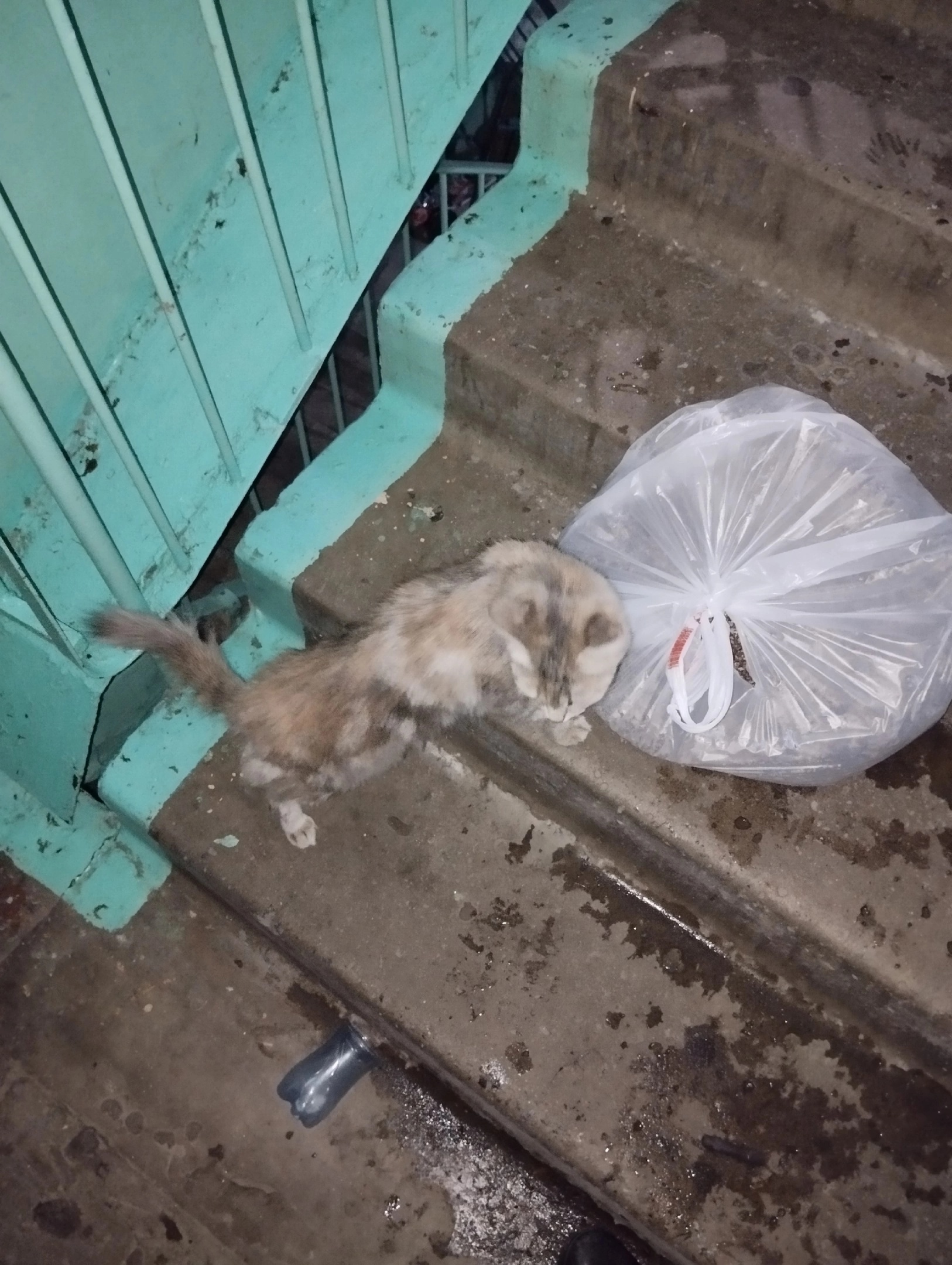 Мы с мужем забрали домой кошку Барсю из подвала подъезда