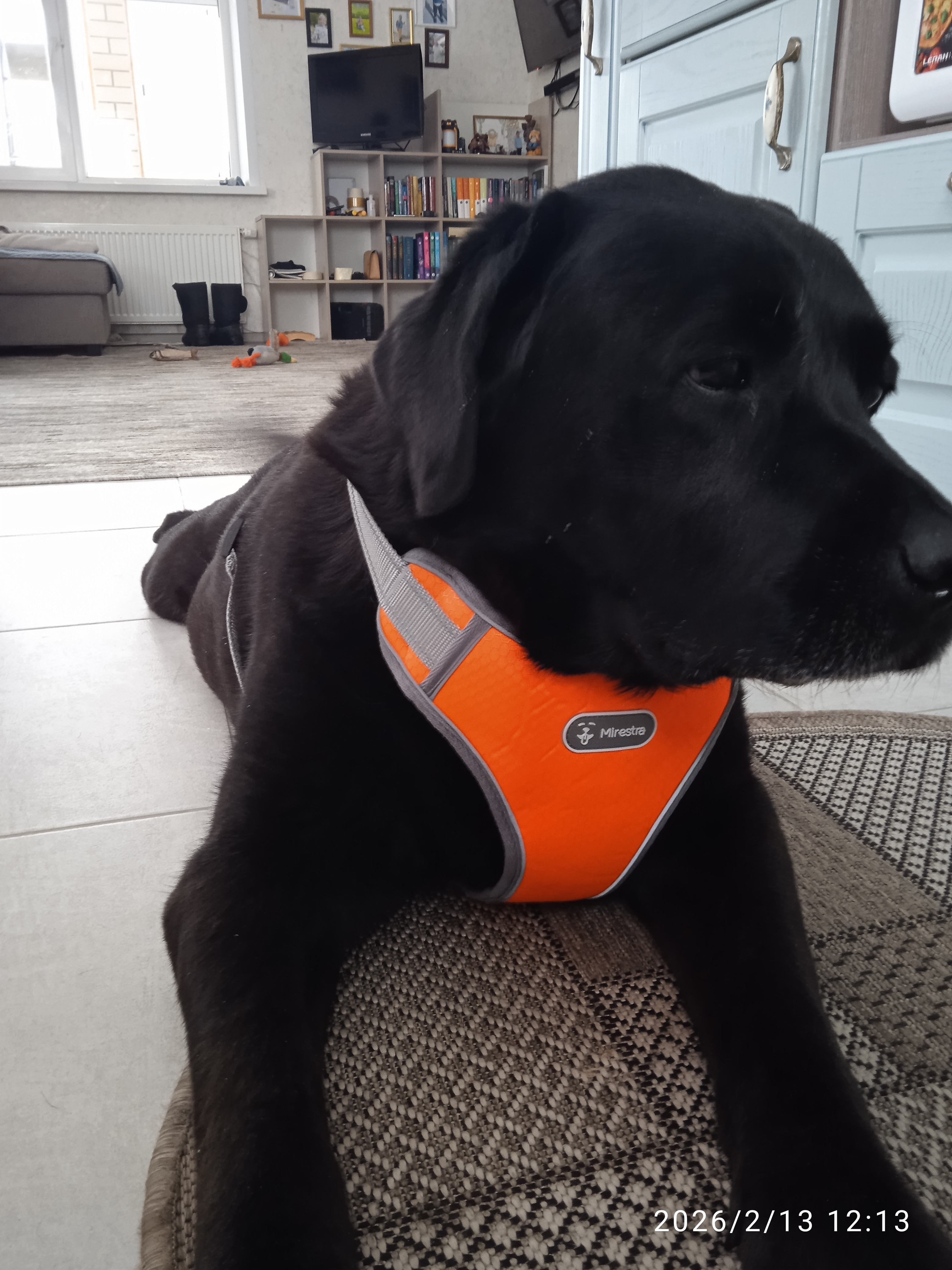 Фото питомца: собаке Репе исполнилось 10 лет