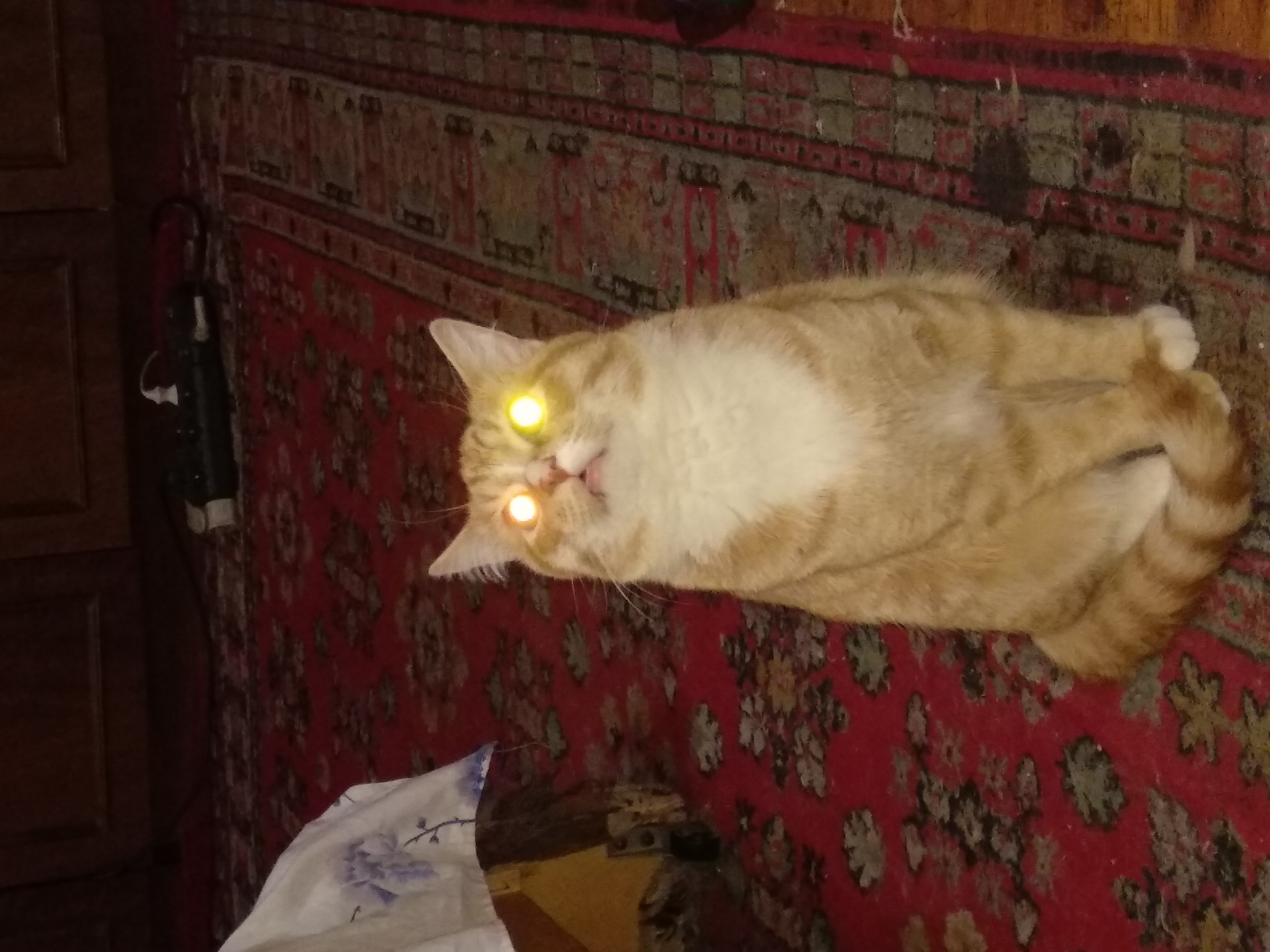 Фото питомца: огненно-сверкающий взгляд кота Арсения