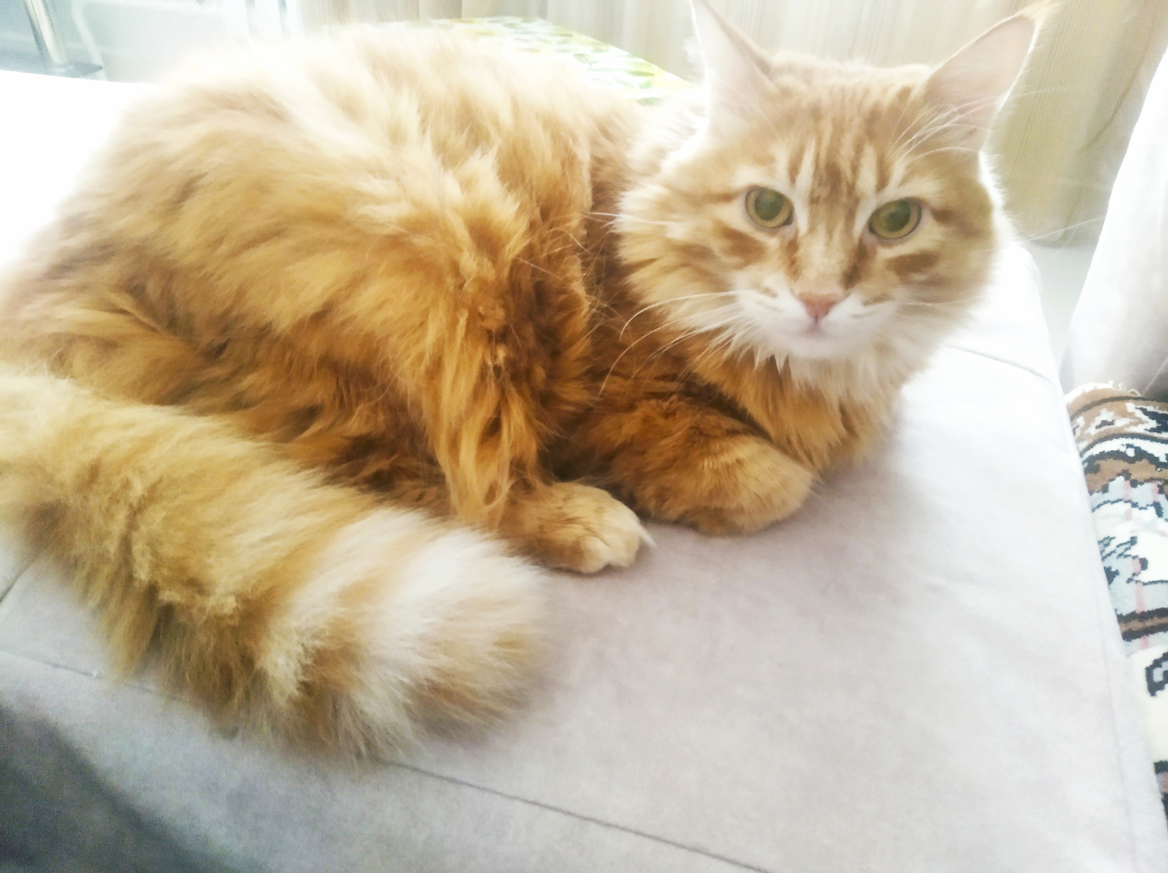 Фото питомца: кошка Маечка отдыхает на диване