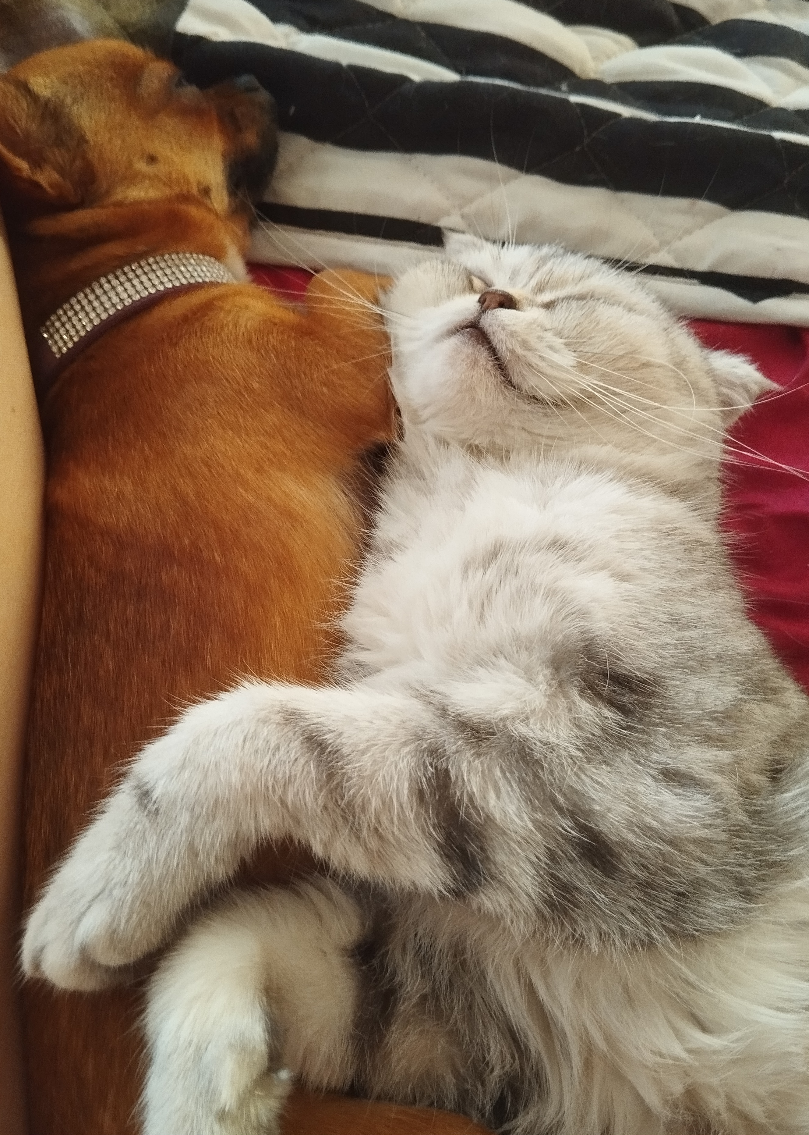 Фото питомцев: кошка Бэлла обнимается с собакой Элли