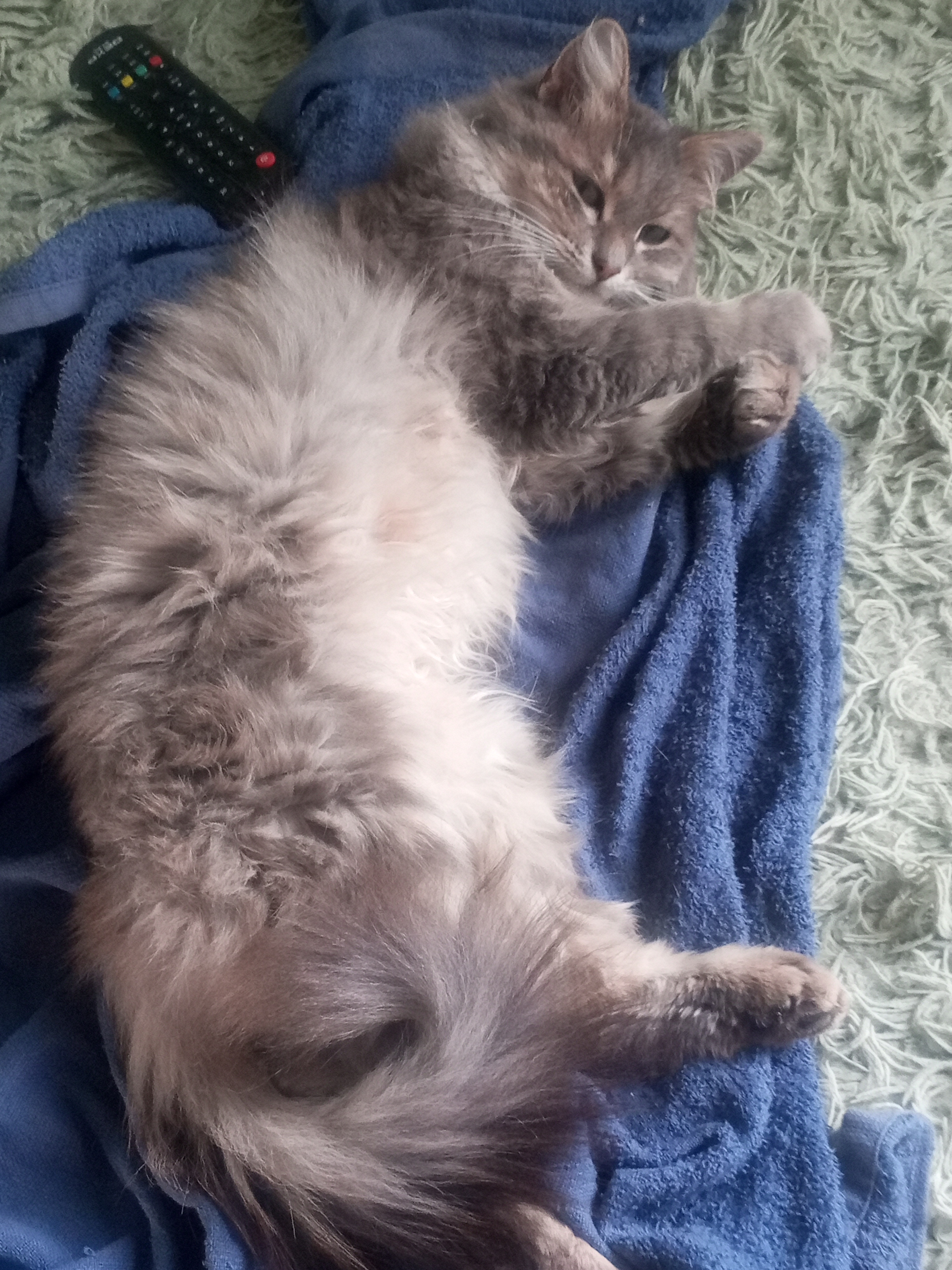 Фото питомцев: кошачье семейство набирается сил после Нарнии, чтобы потом отправиться туда опять