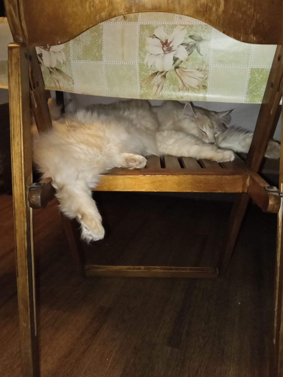 Фото питомцев: курильские бобтейлы Барон и Батон заняли все места