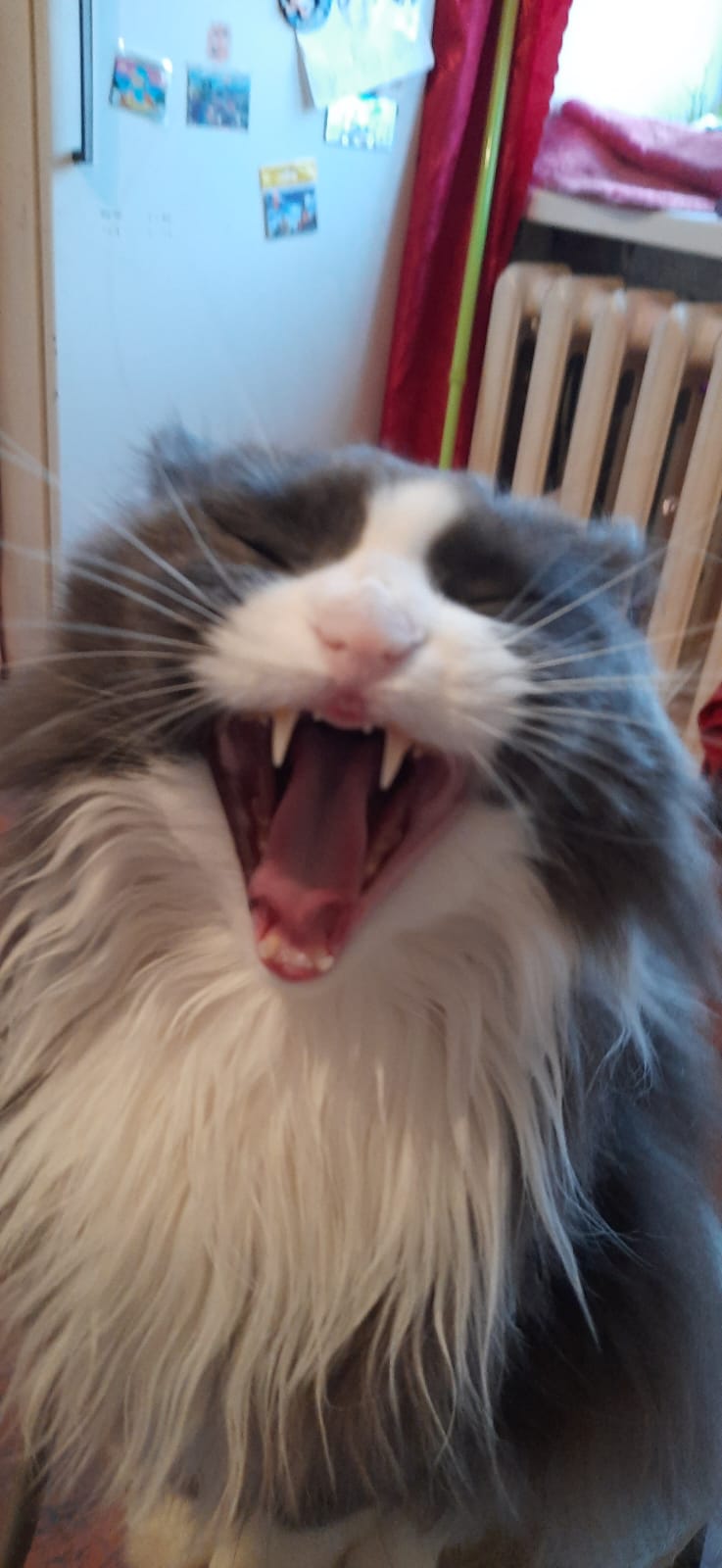 Фото питомца: кот Моисей поет