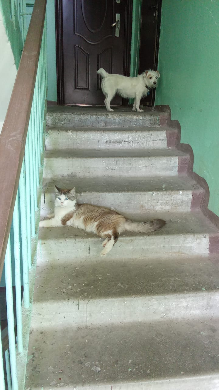 Фото питомцев: кот и пес нагулялись