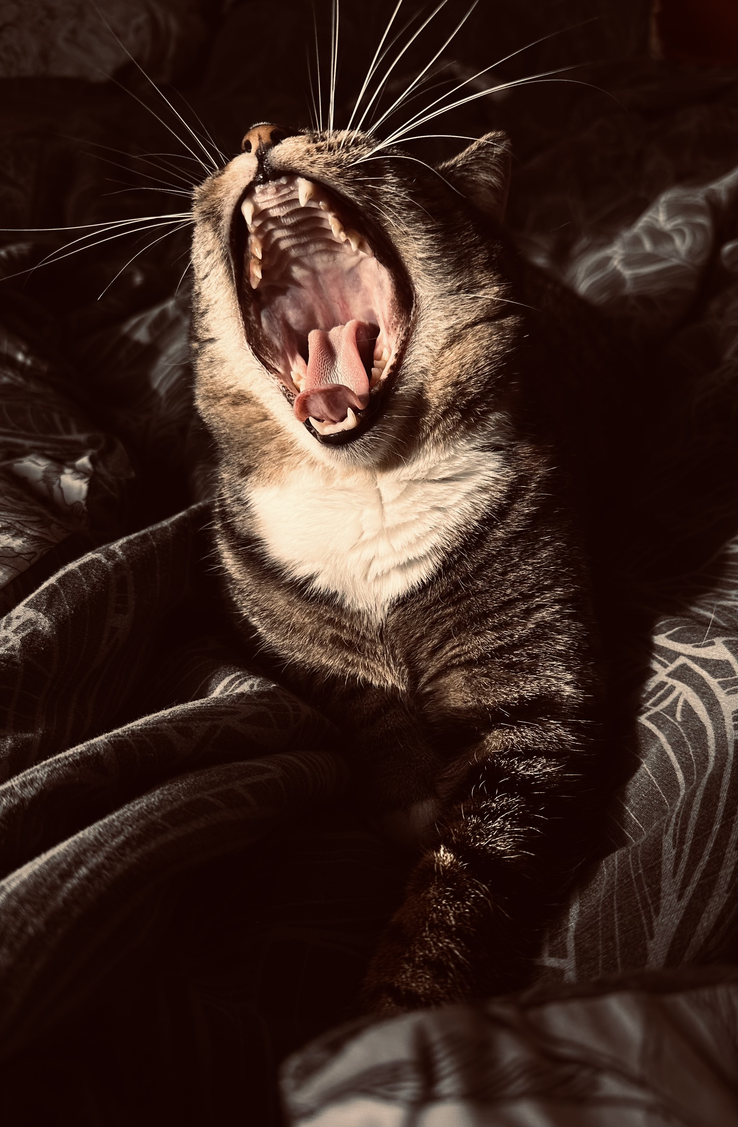 Фото питомца: Шерри-Шерри — леди