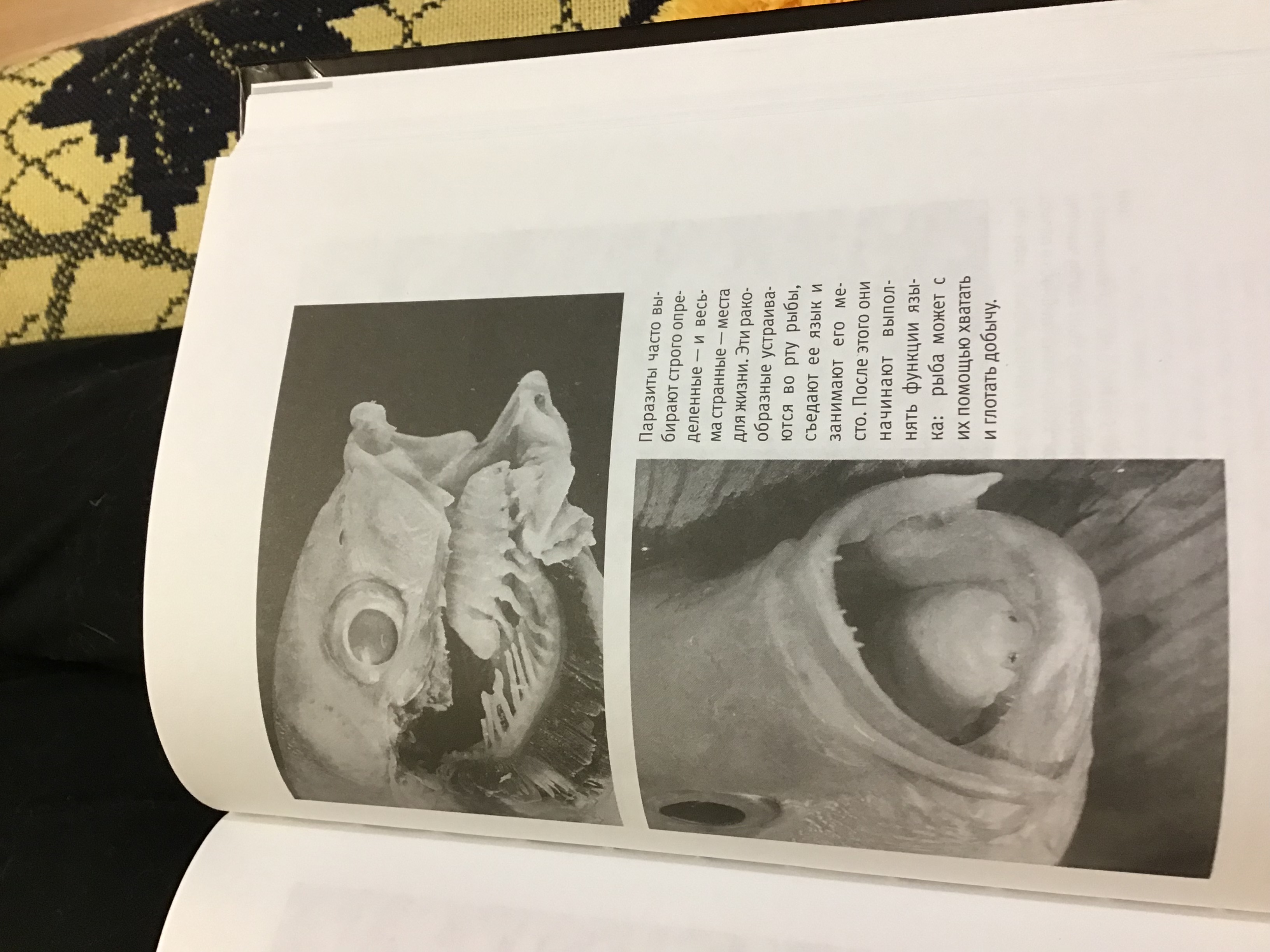 Грустное начало и жизнеутверждающий конец: я прочитала последнюю главу книги «Паразиты»