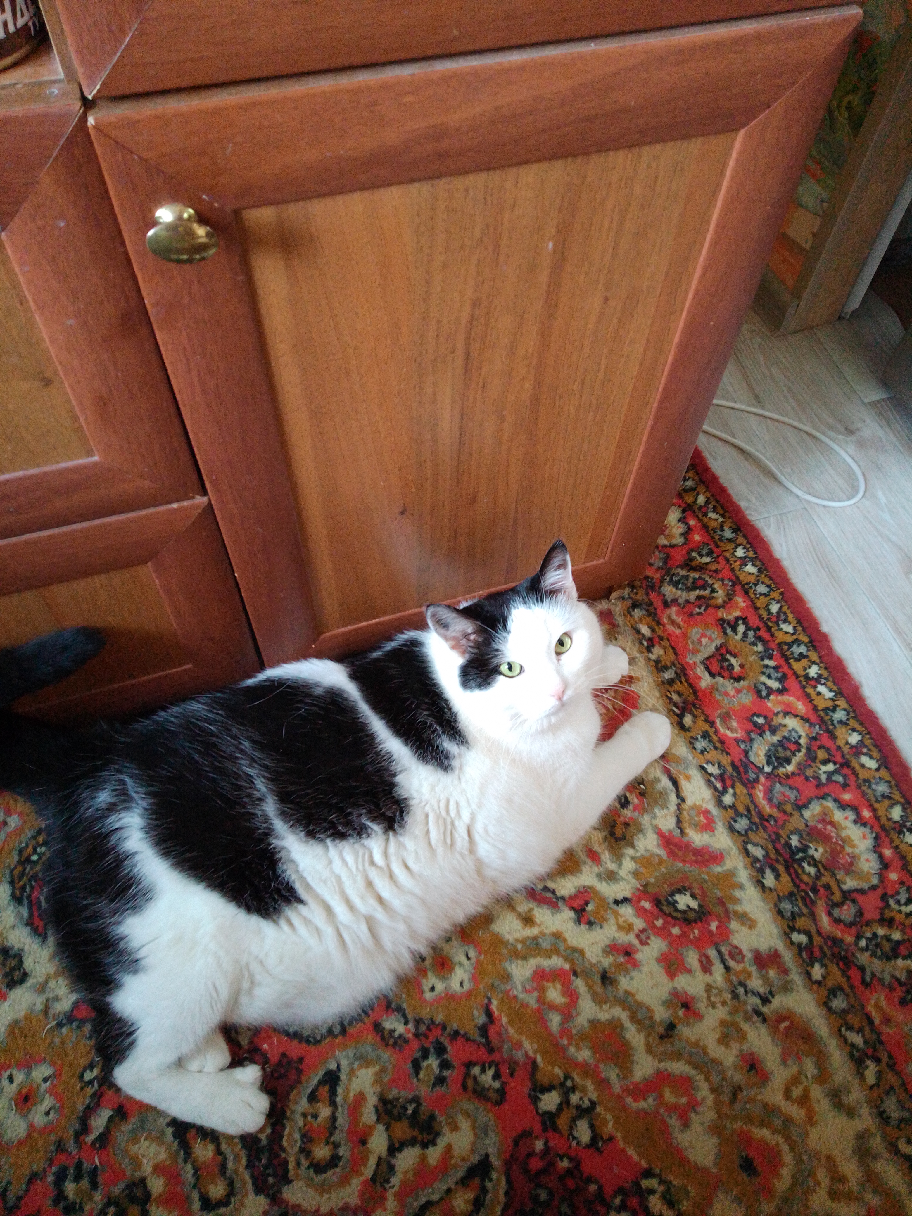 Фото питомца: кот Васек на кухне