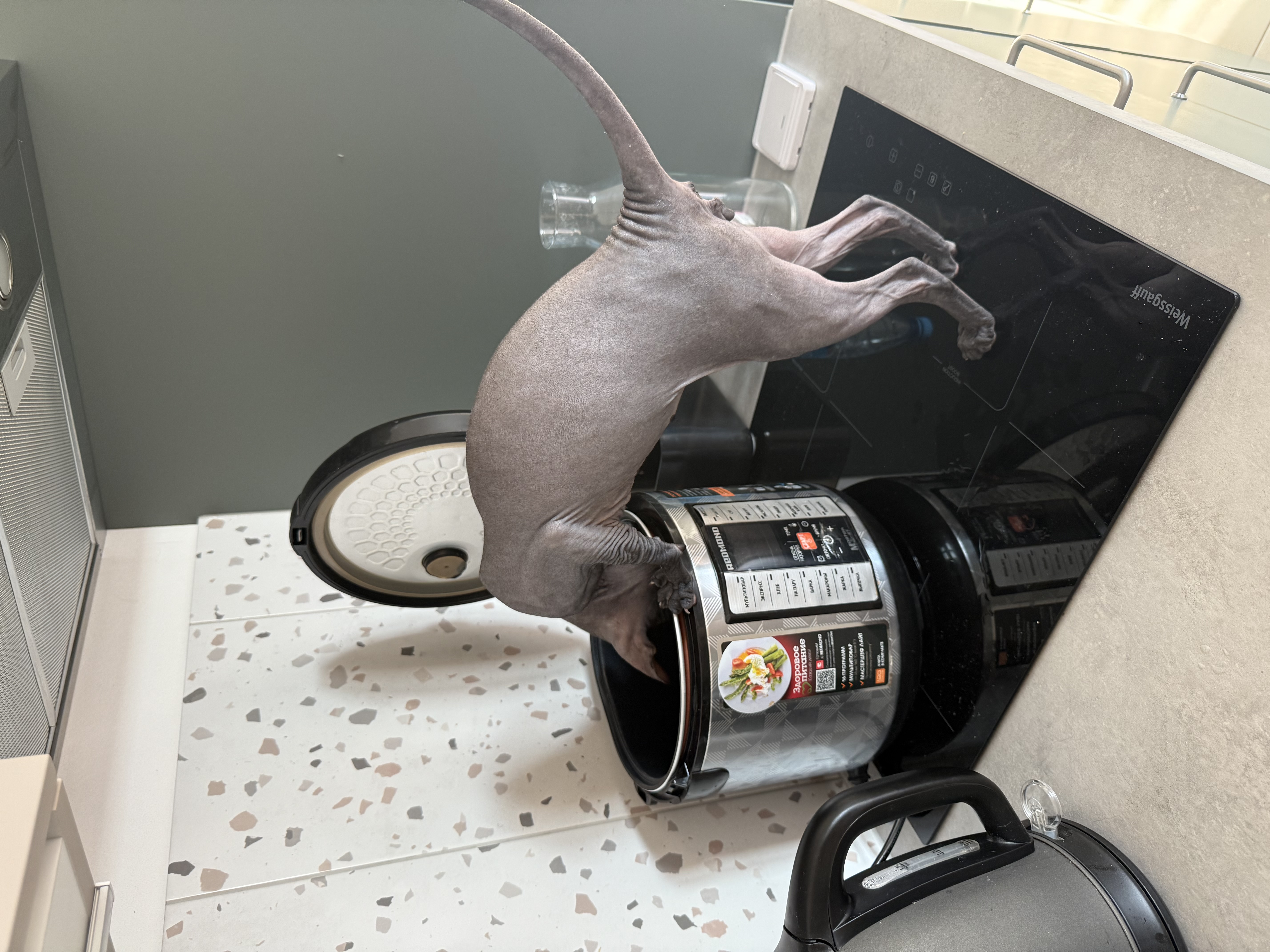 Фото питомца: сфинкс Комарик готовит кабачки