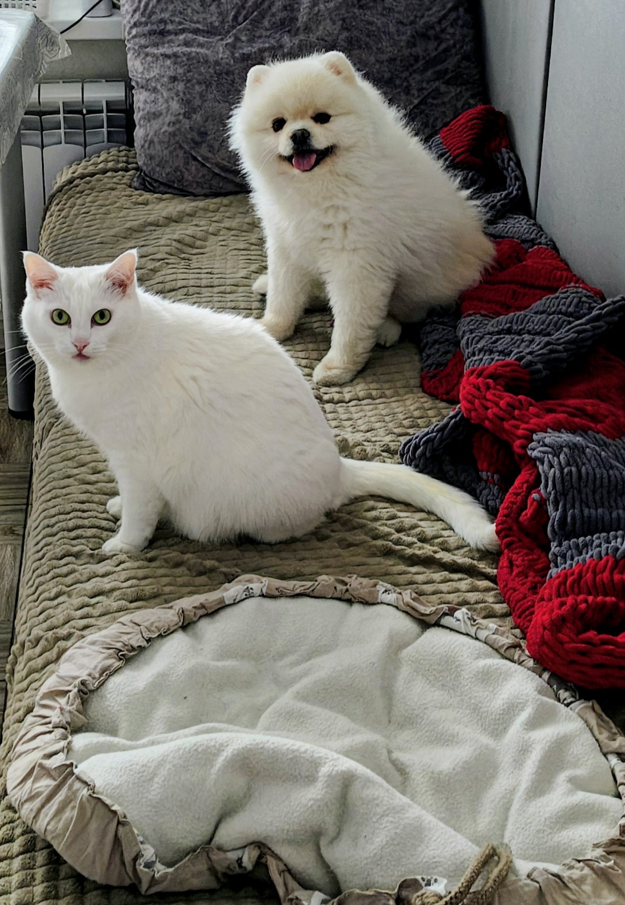 Фото питомцев: Фантик и Мася