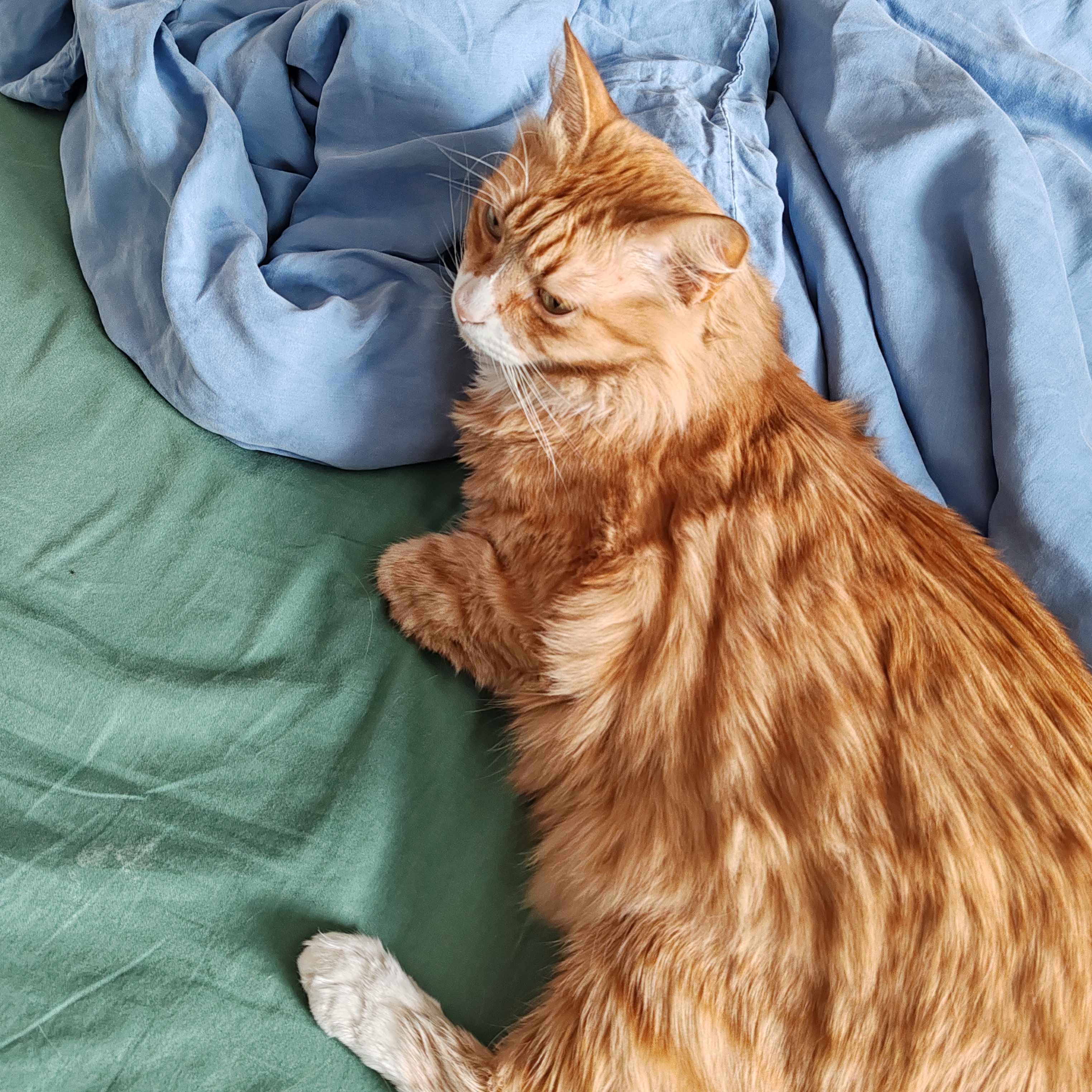 Фото питомца: кот Чарли требует ласки