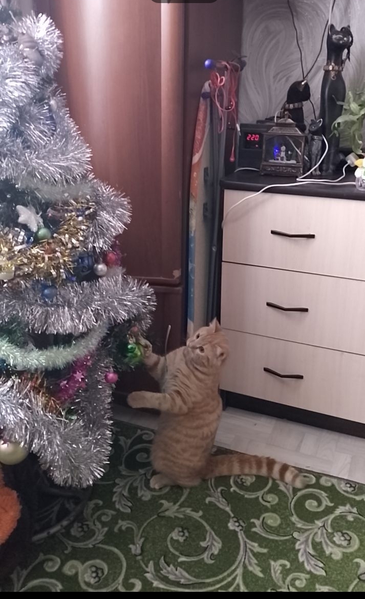 Фото питомца: кот Тигруля в ожидании праздника