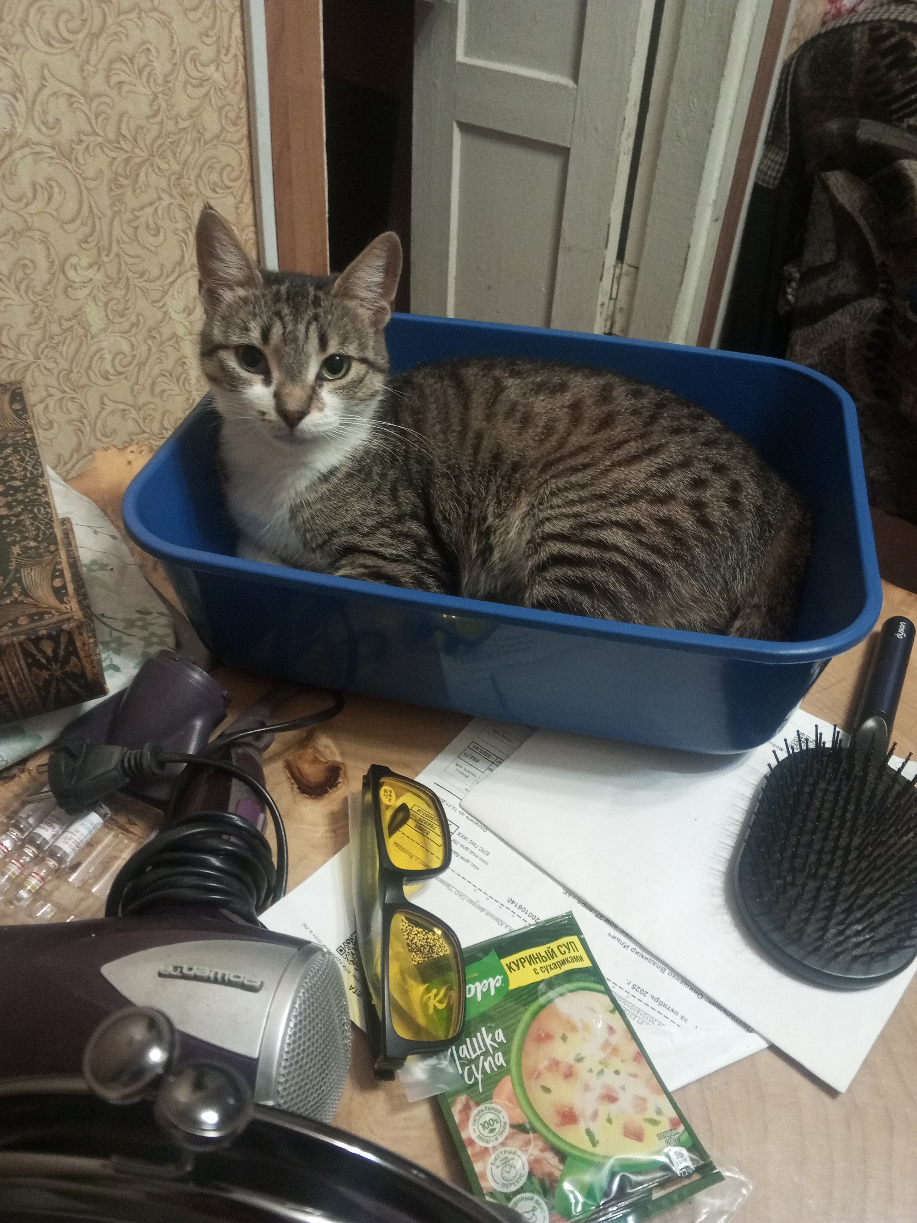 Фото питомца: Ротонда облюбовала новый лоток