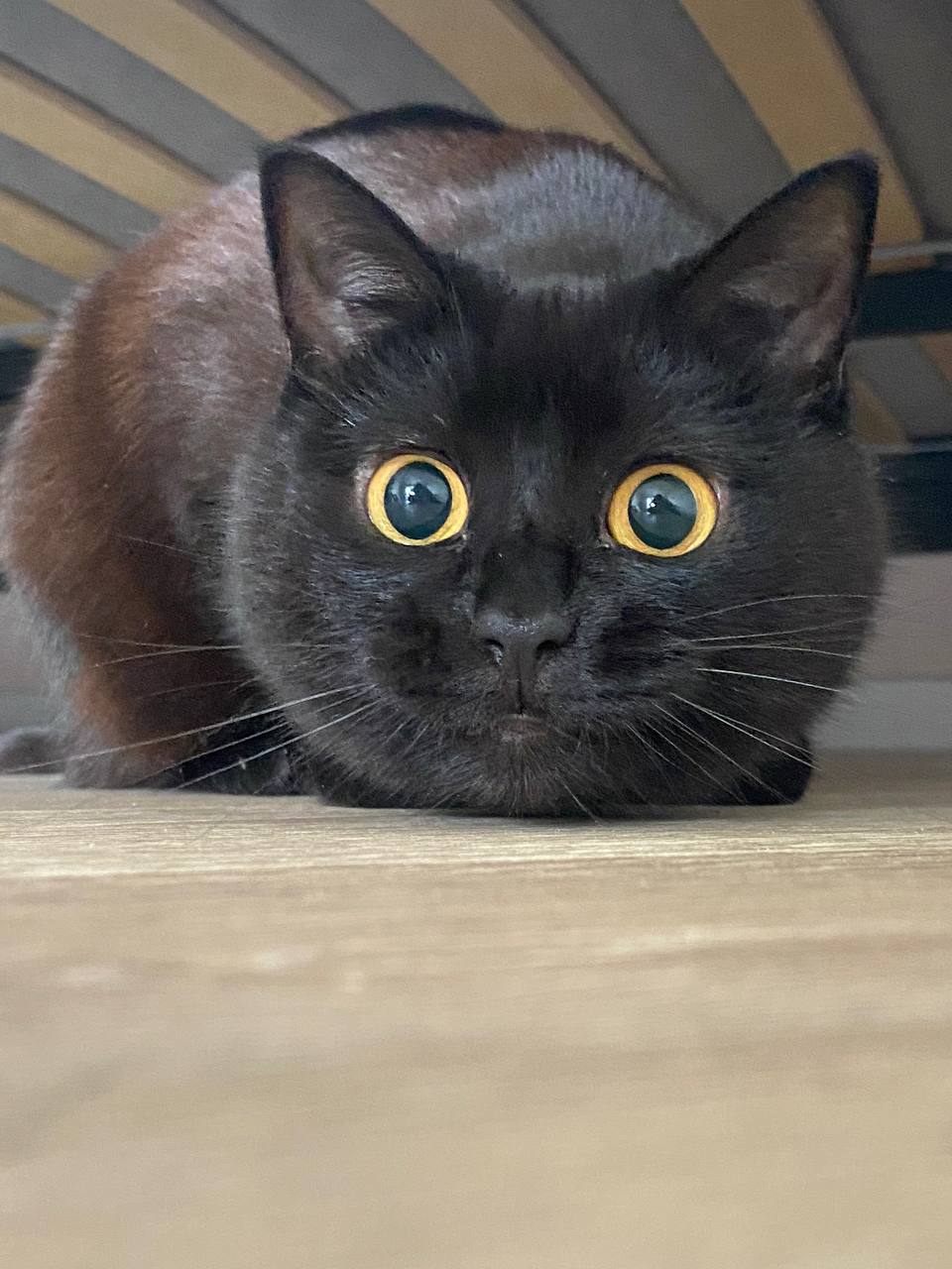 Фото питомца: кошка Биби охотится и отдыхает