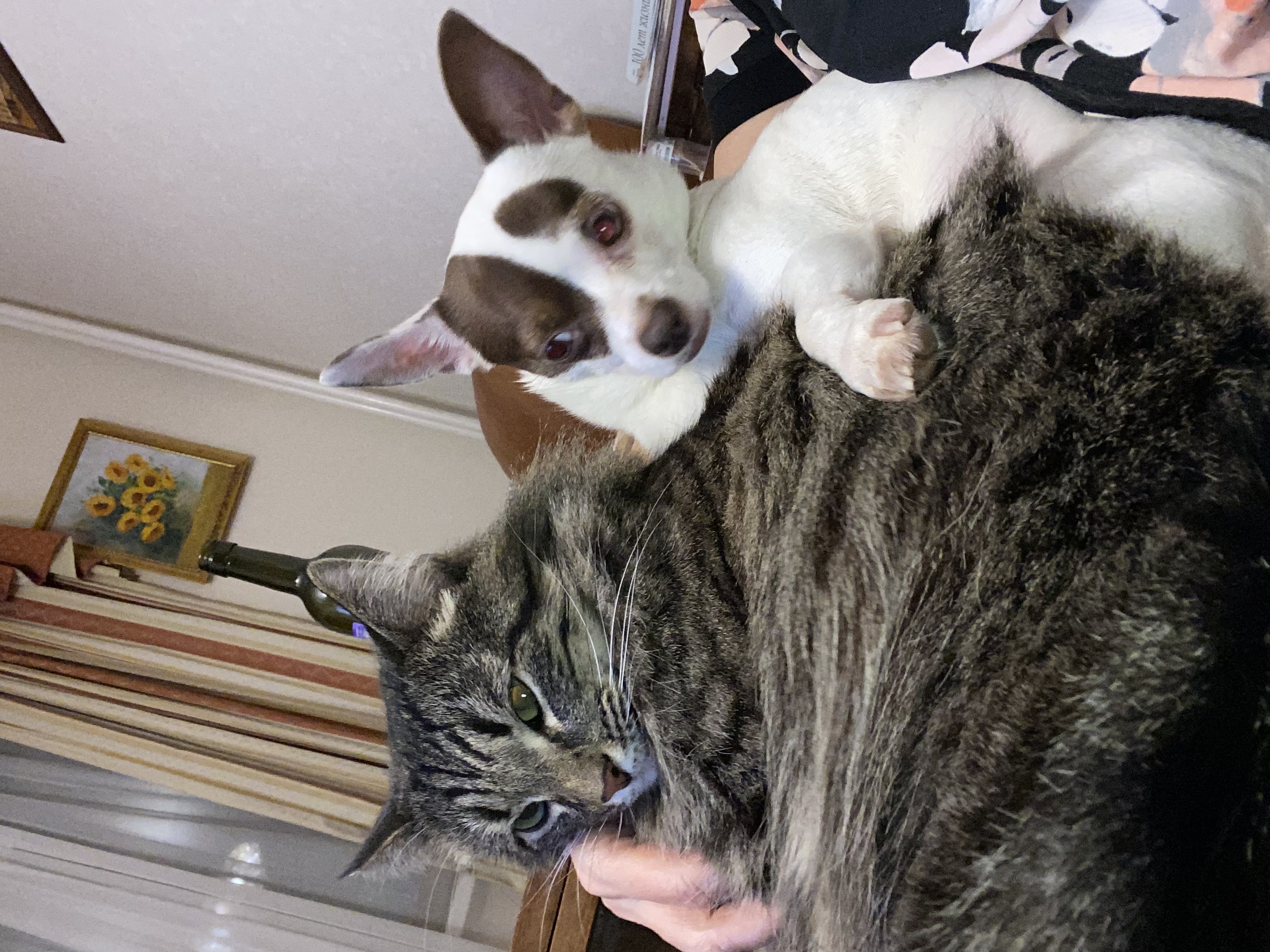 Фото питомцев: кот Пуша и чихуахуа Даша сидят на коленях