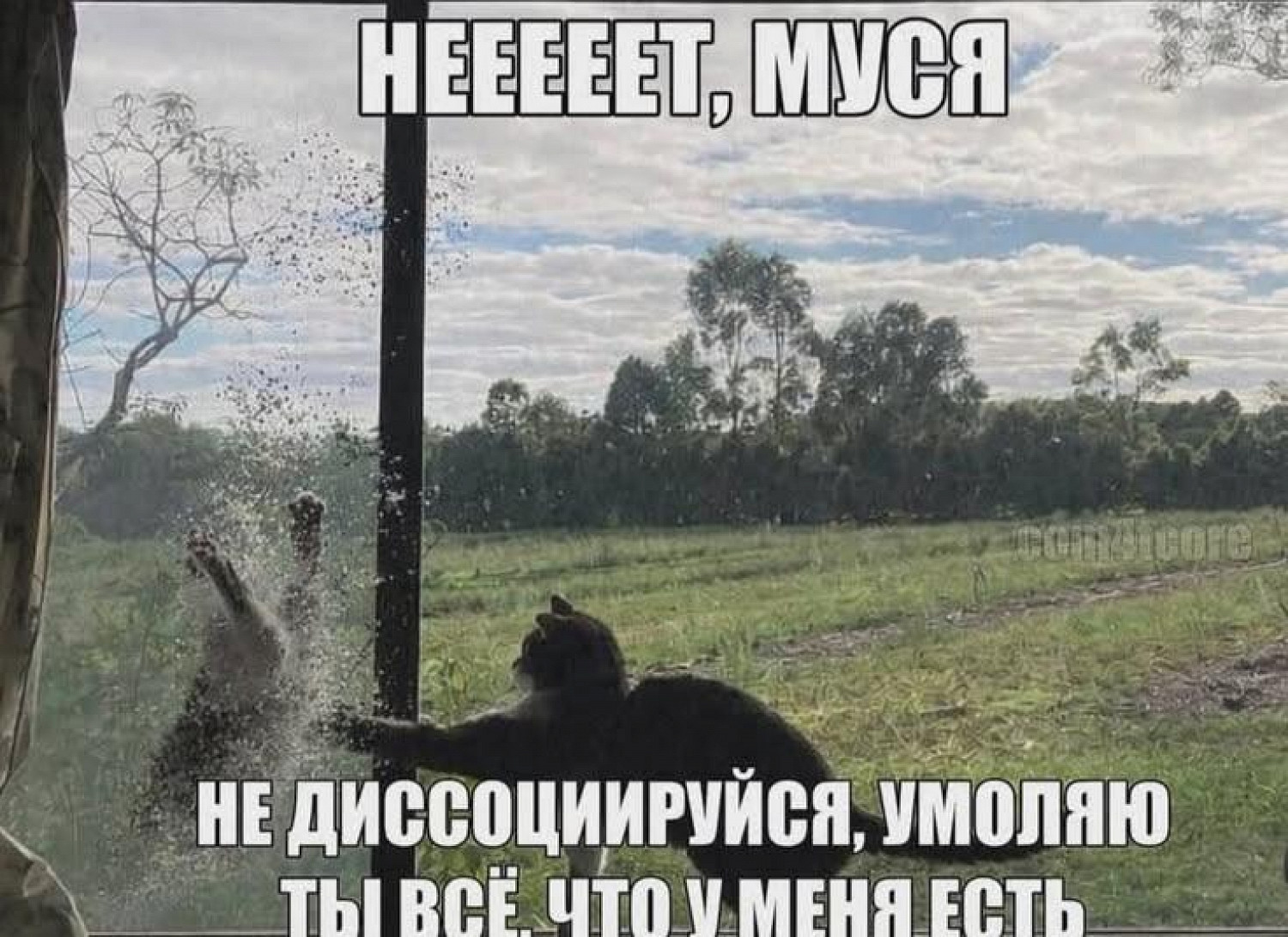 10 моих любимых мемов про Мусю