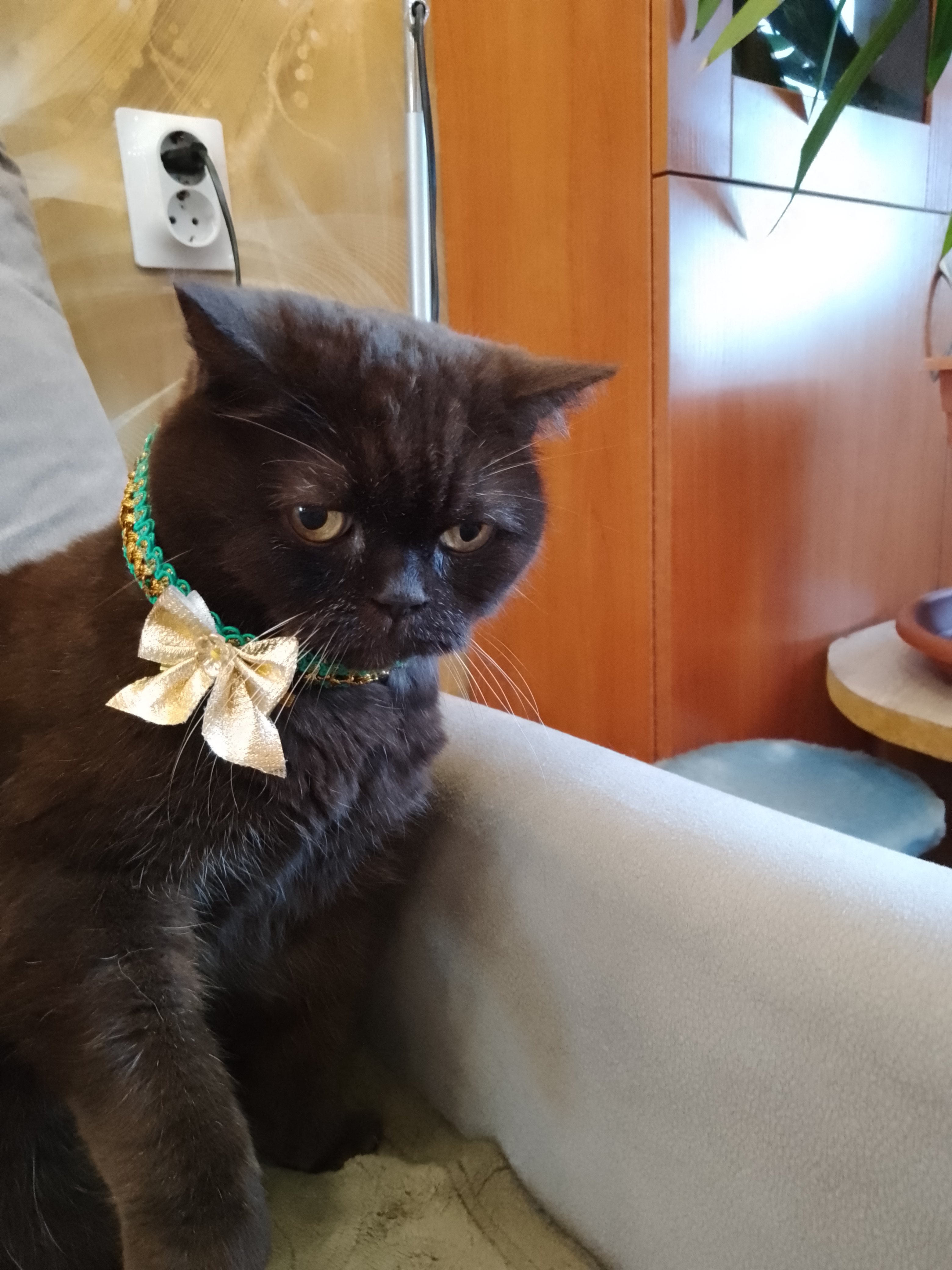 Фото питомца: кот Лансик отмечает свой 15-й день рождения