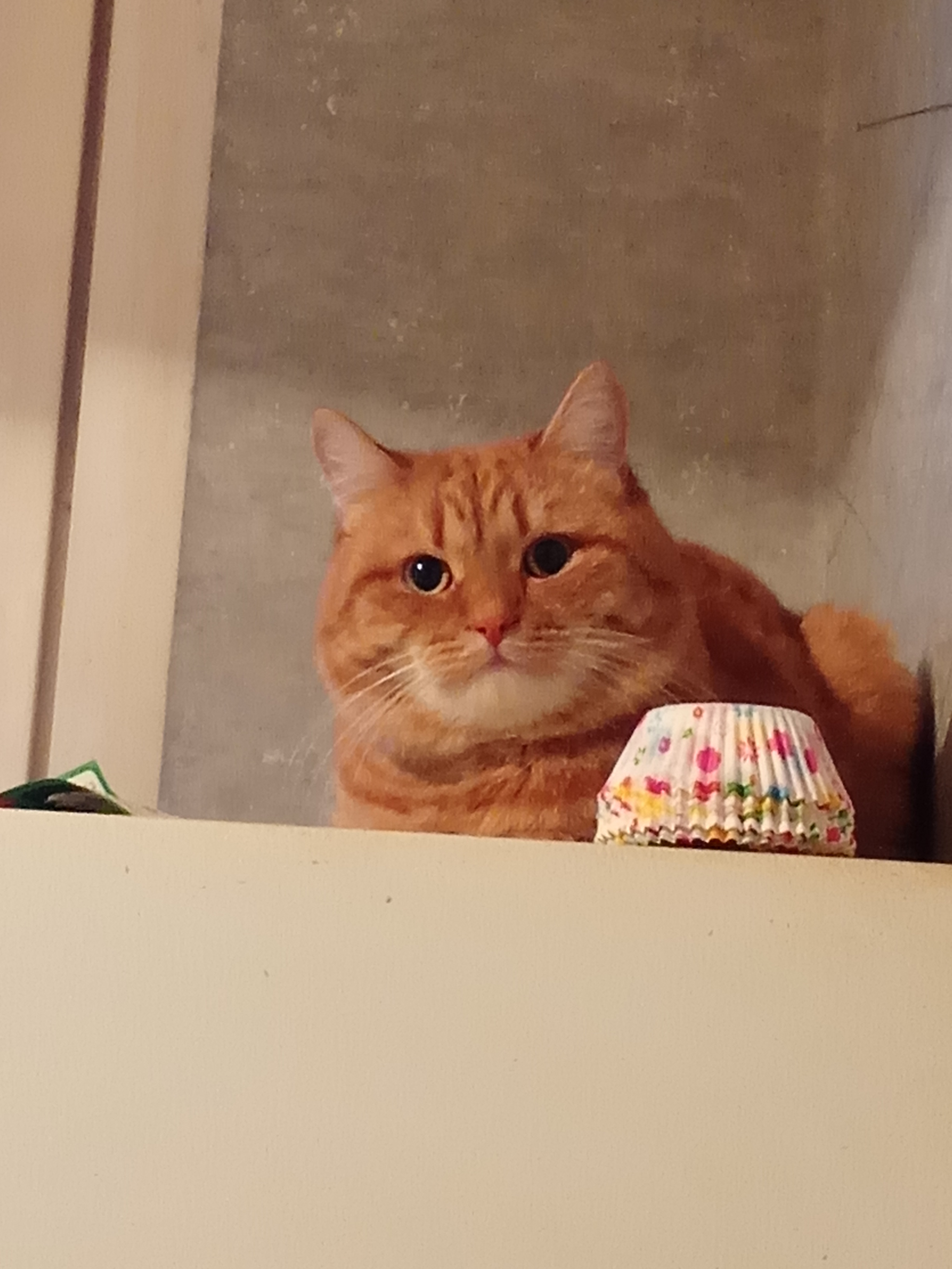 Фото питомца: наглый Рыжий Морд оккупировал холодильник