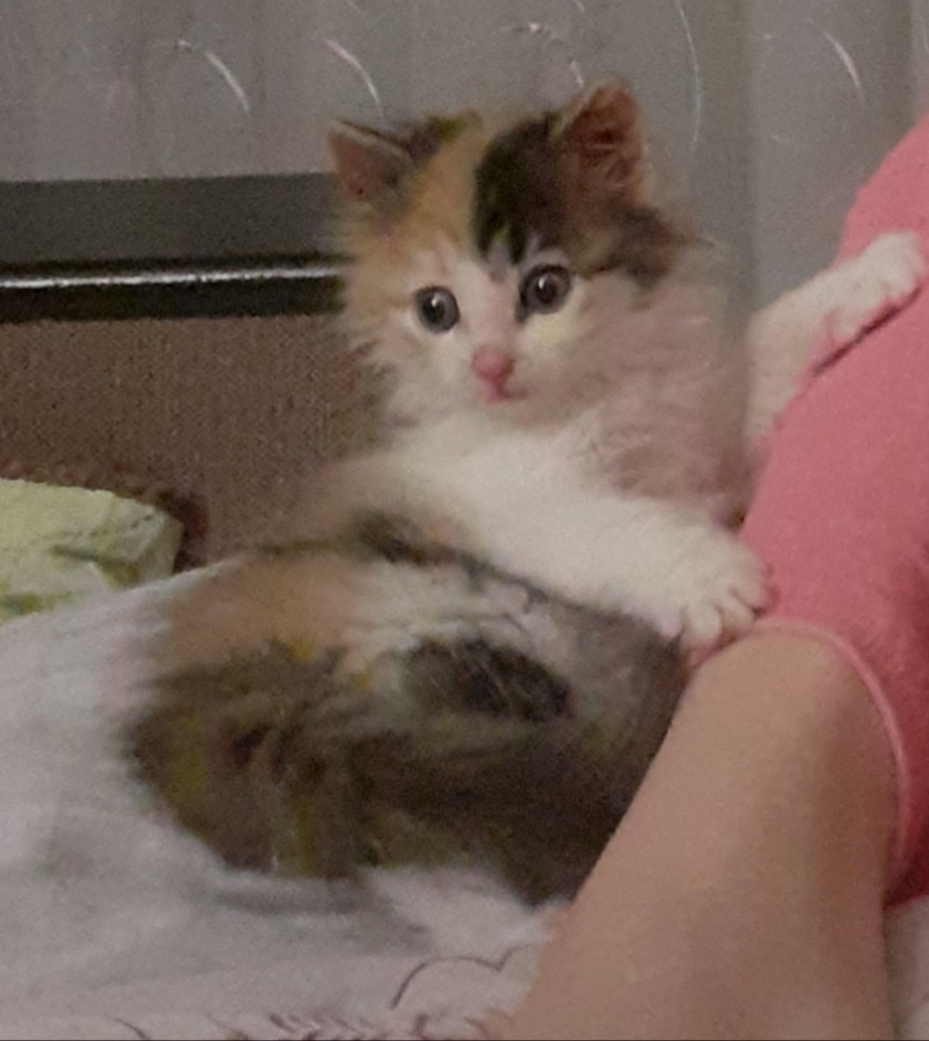 Мы с мужем подобрали котенка на улице, и он стал нашим пятым питомцем